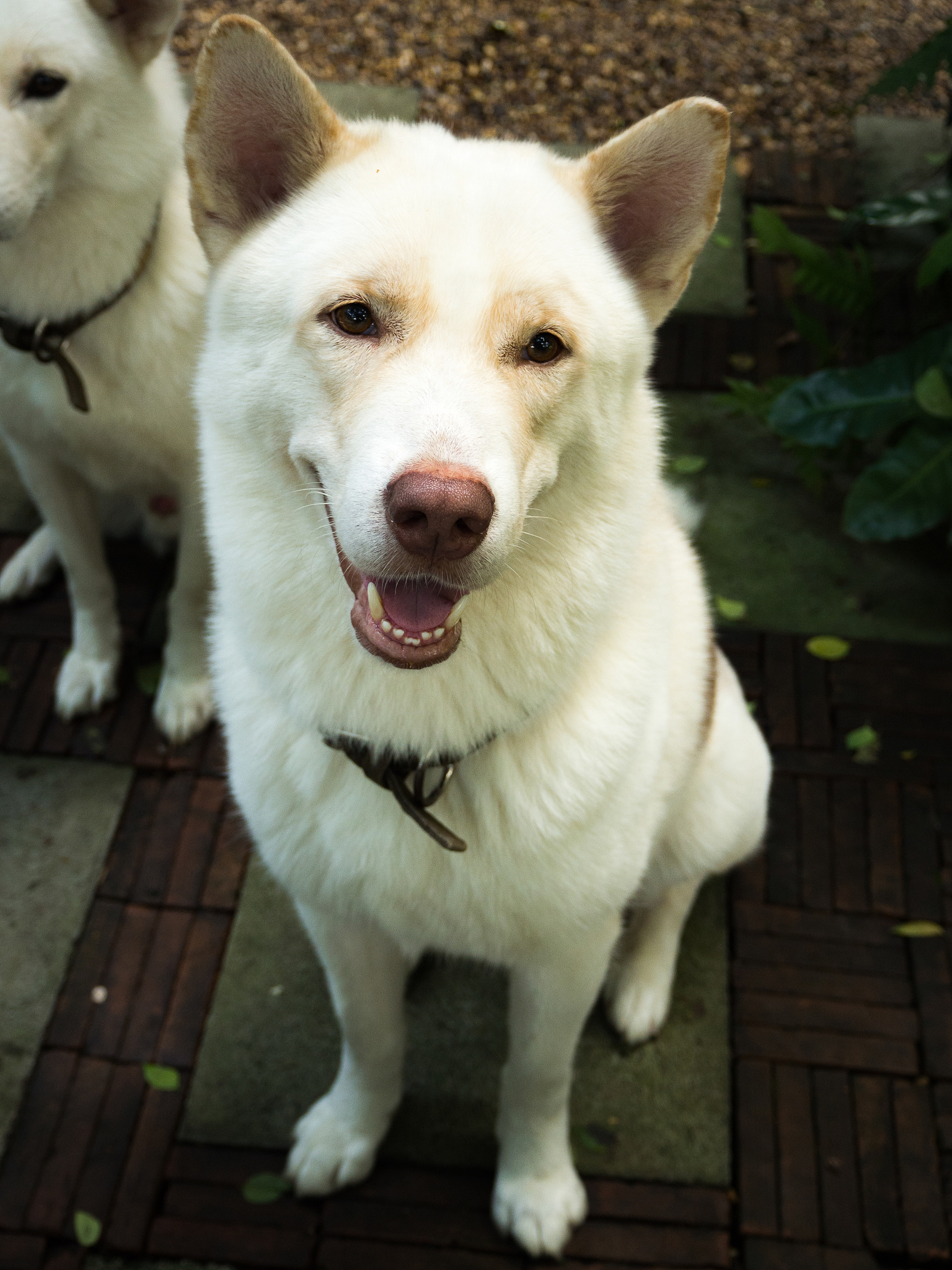 🐶狗狗大揭秘：10个你不可不知的养狗知识点