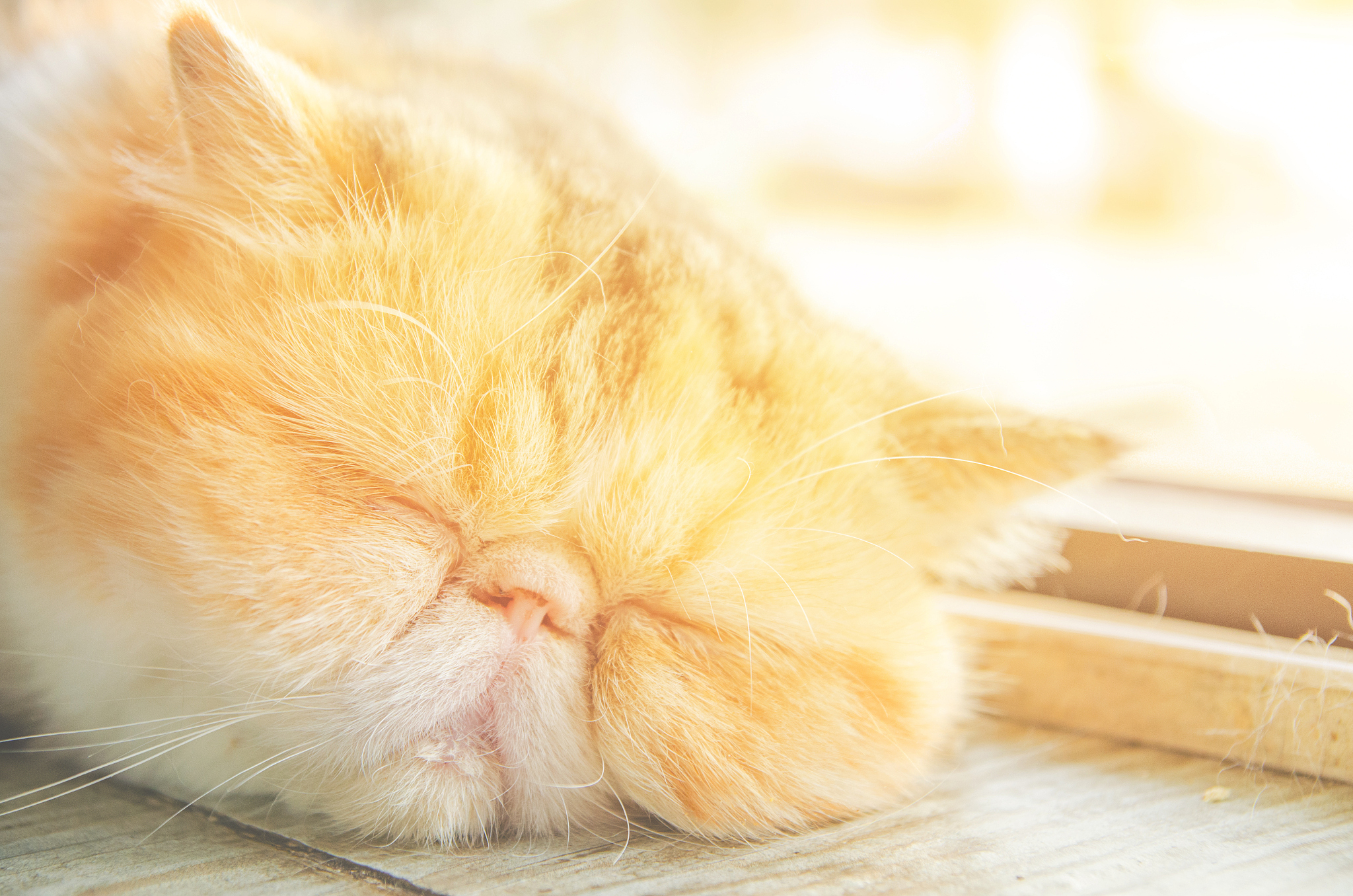 小猫的故事长度