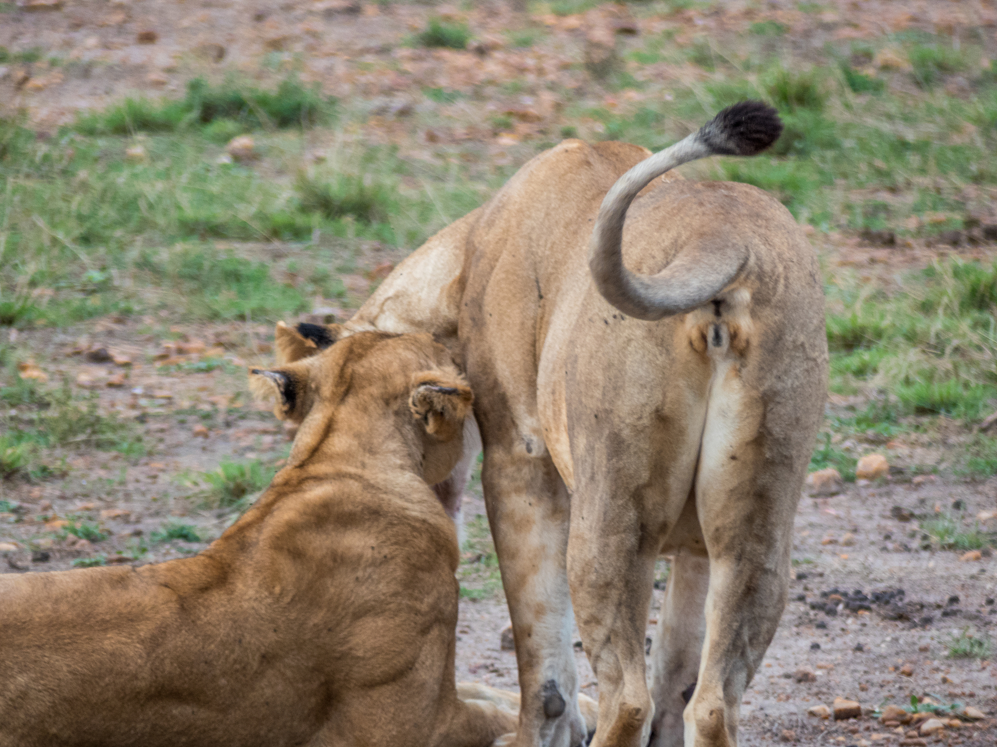two lionesses of the same herd exchange effusions at sunset in t