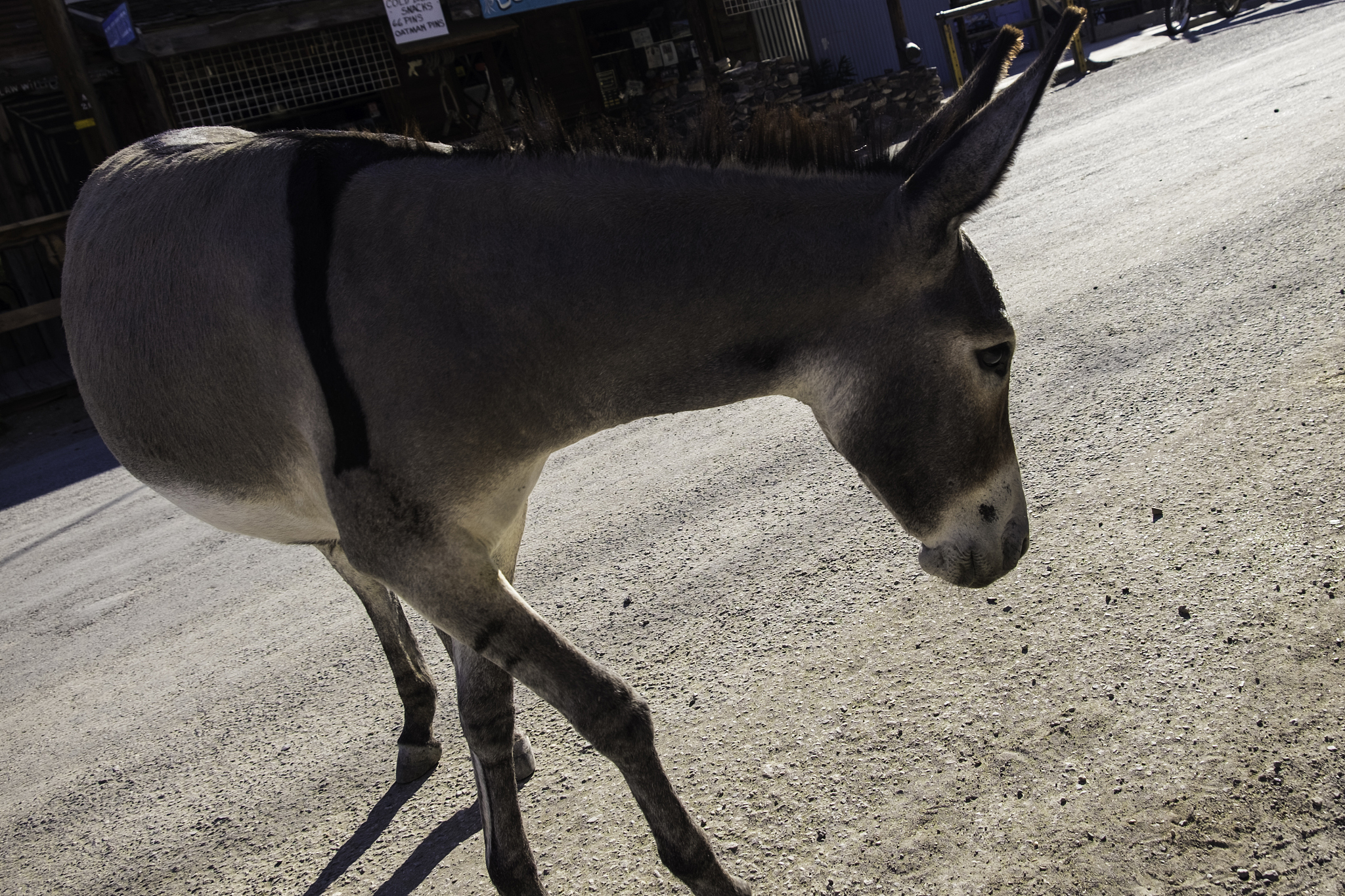 oatman burro