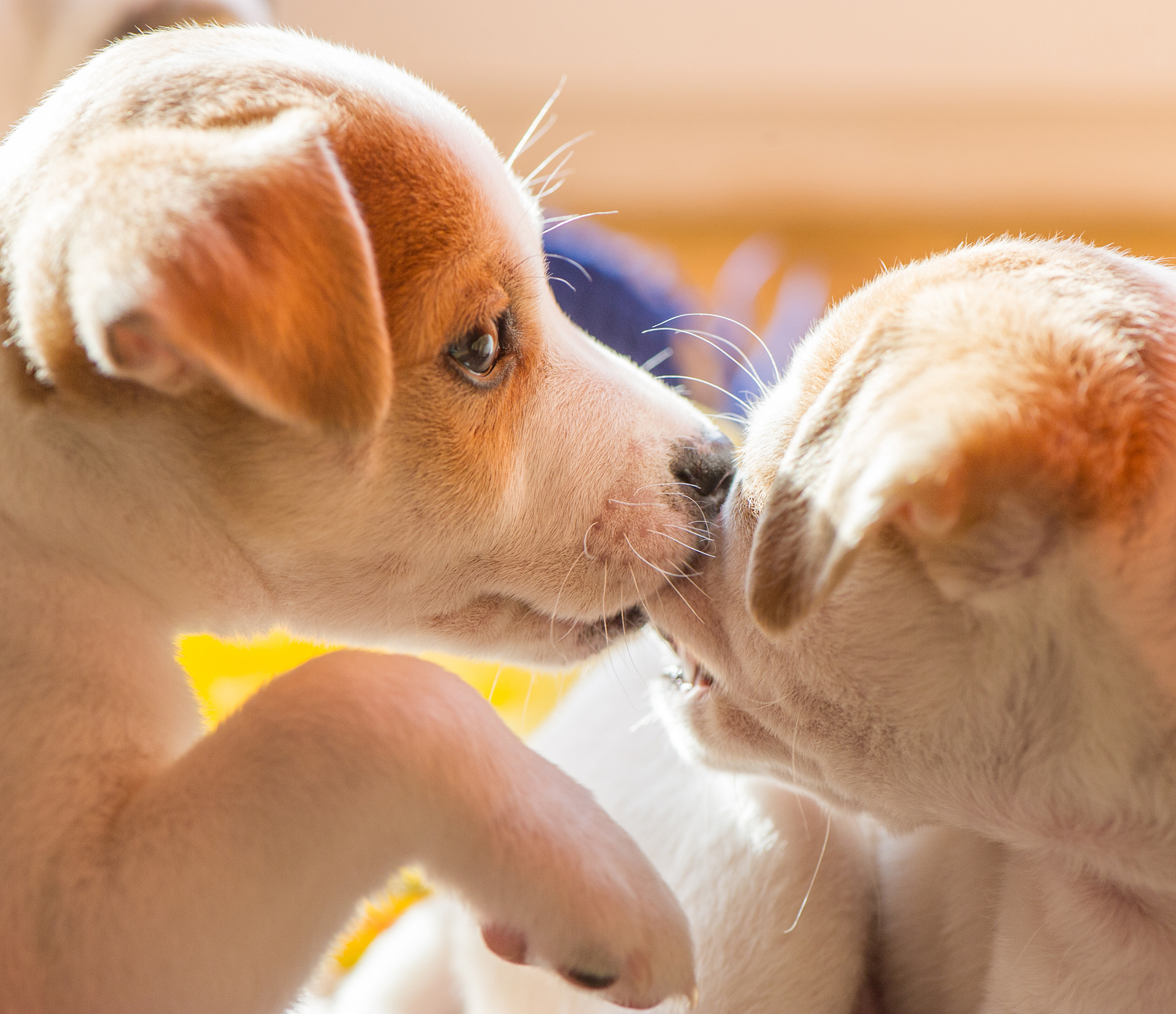 根据以下内容写出一条30字左右的短视频标题：养两只狗大家会更疼之前养的一只还是小的一只？