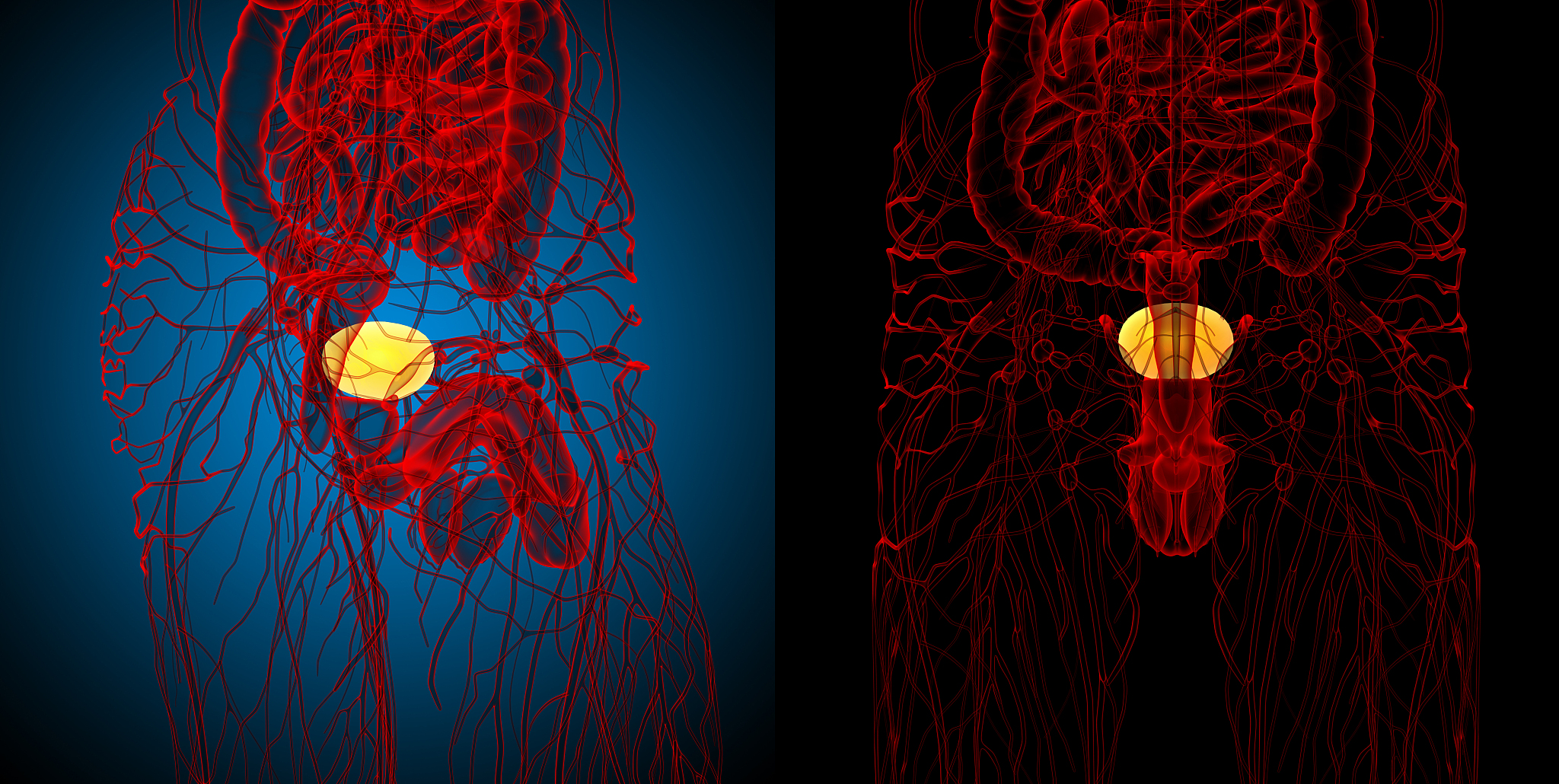人为什么会撒尿