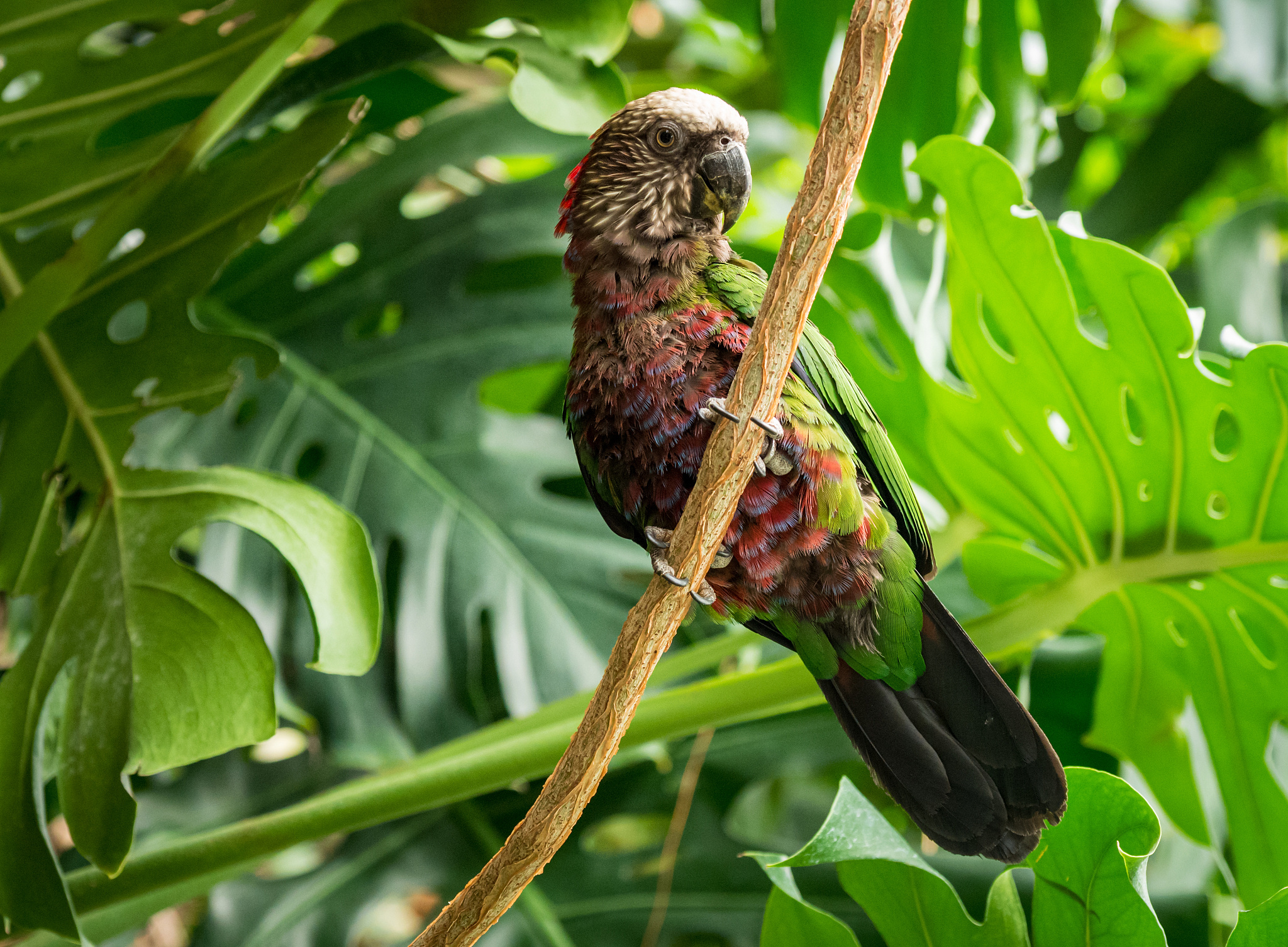动物和植物如何繁衍后代？