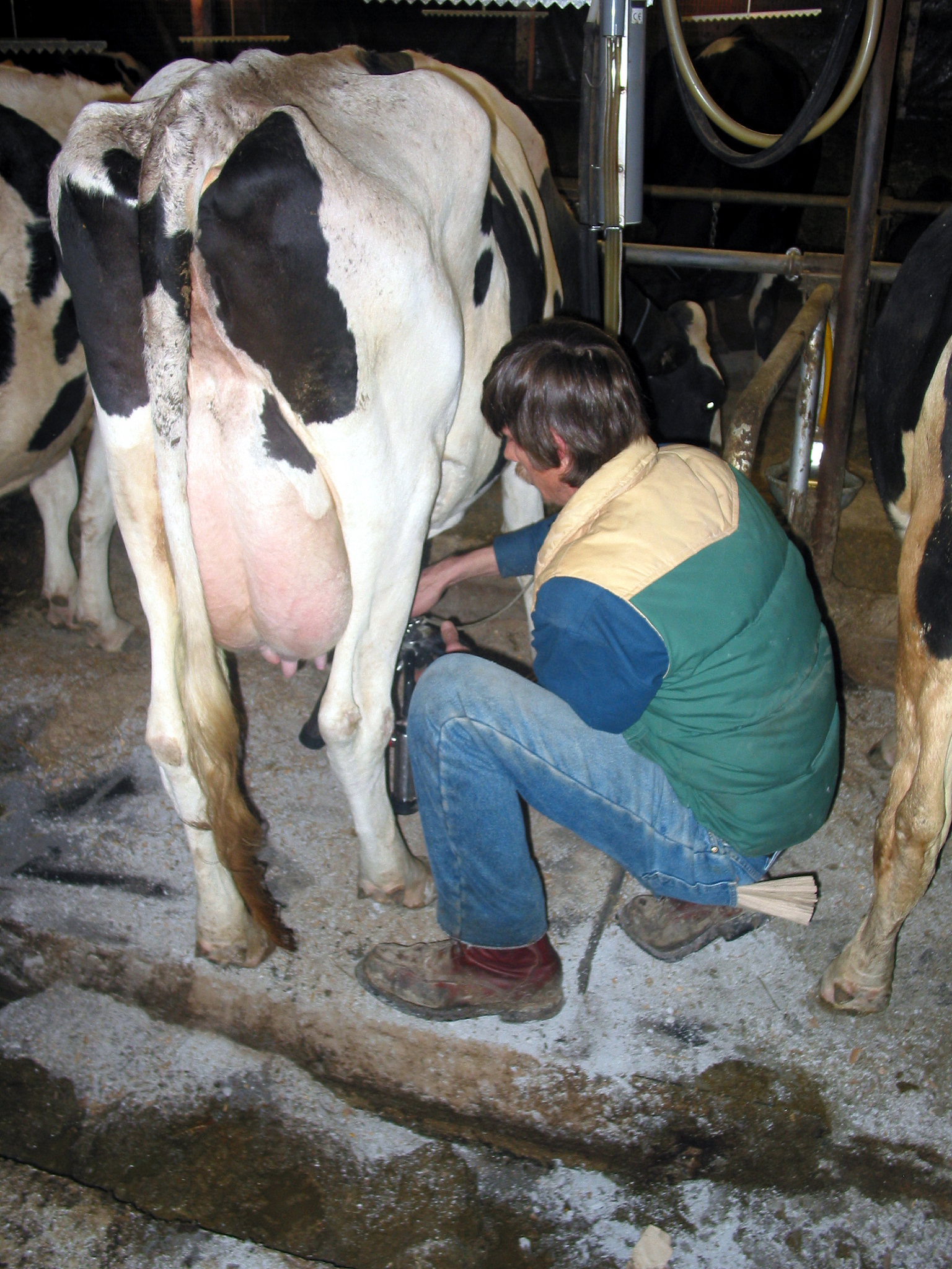 牛可以喝牛奶吗给牛喝牛奶会不会太奢侈