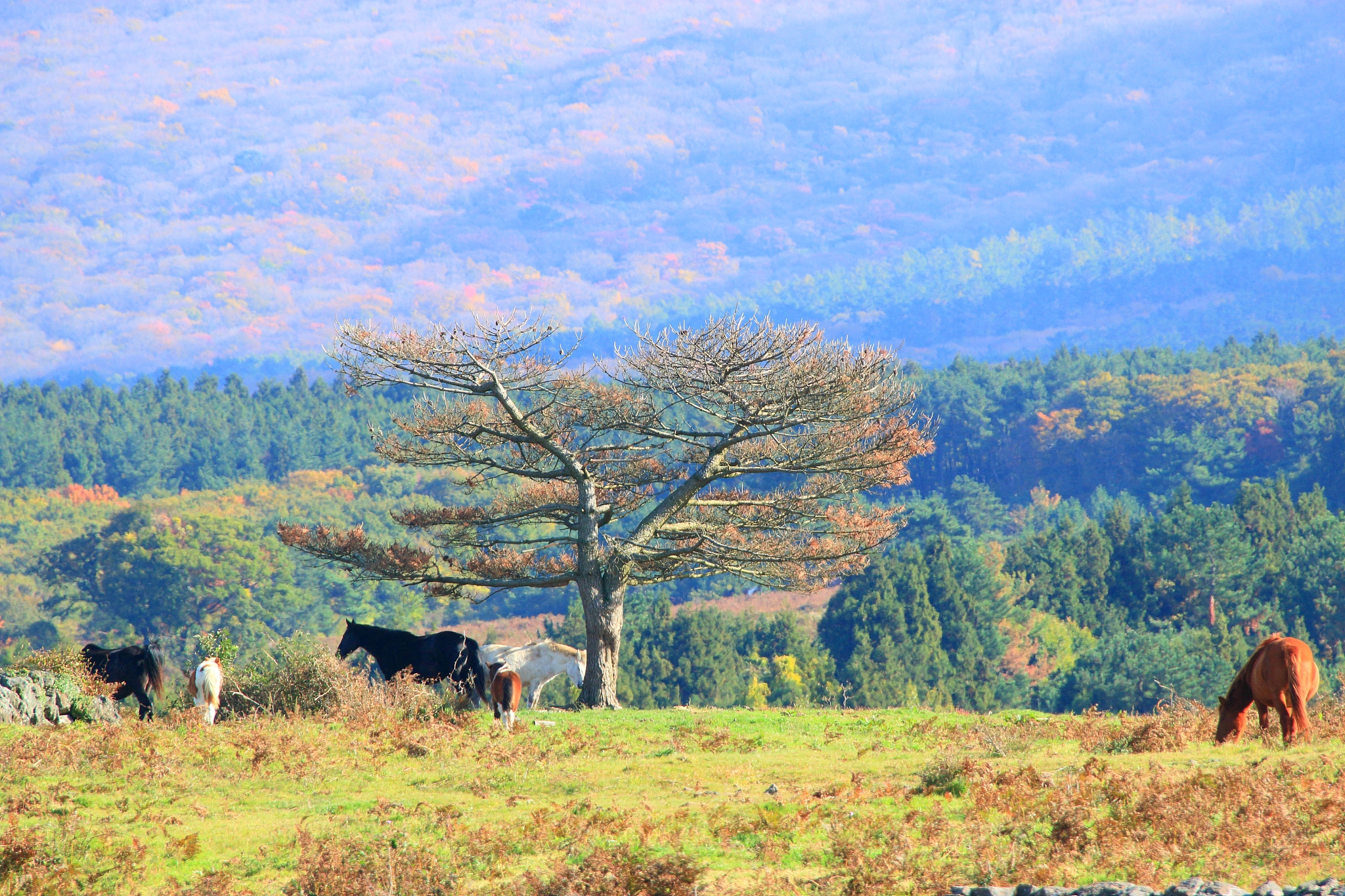 horse pasture, ranch, hallasan,
