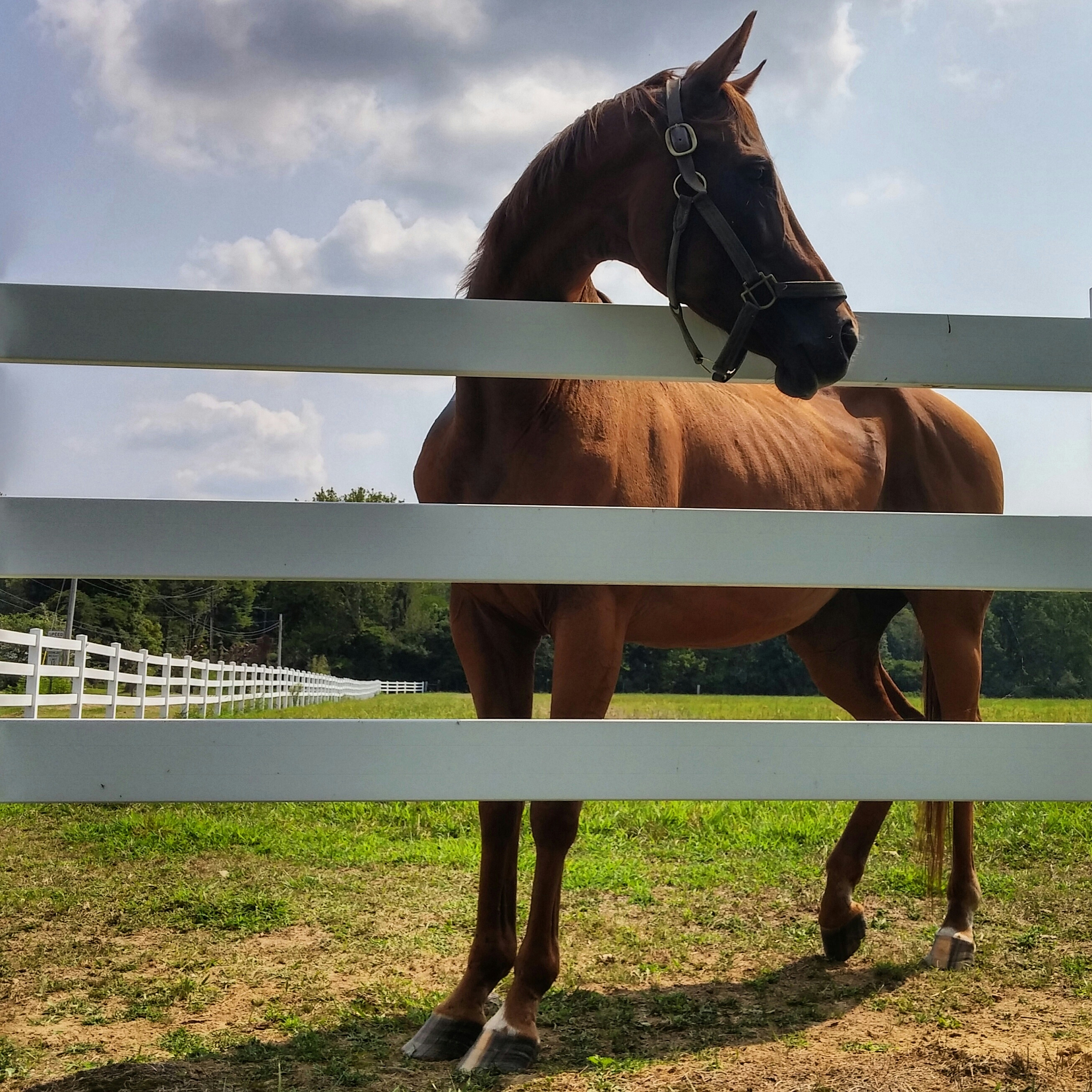 brown horse in pen