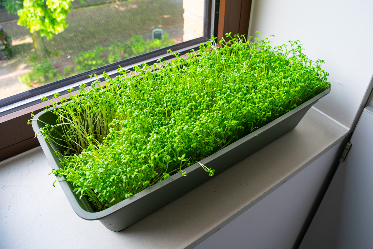 花盆种韭菜：新手种植指南