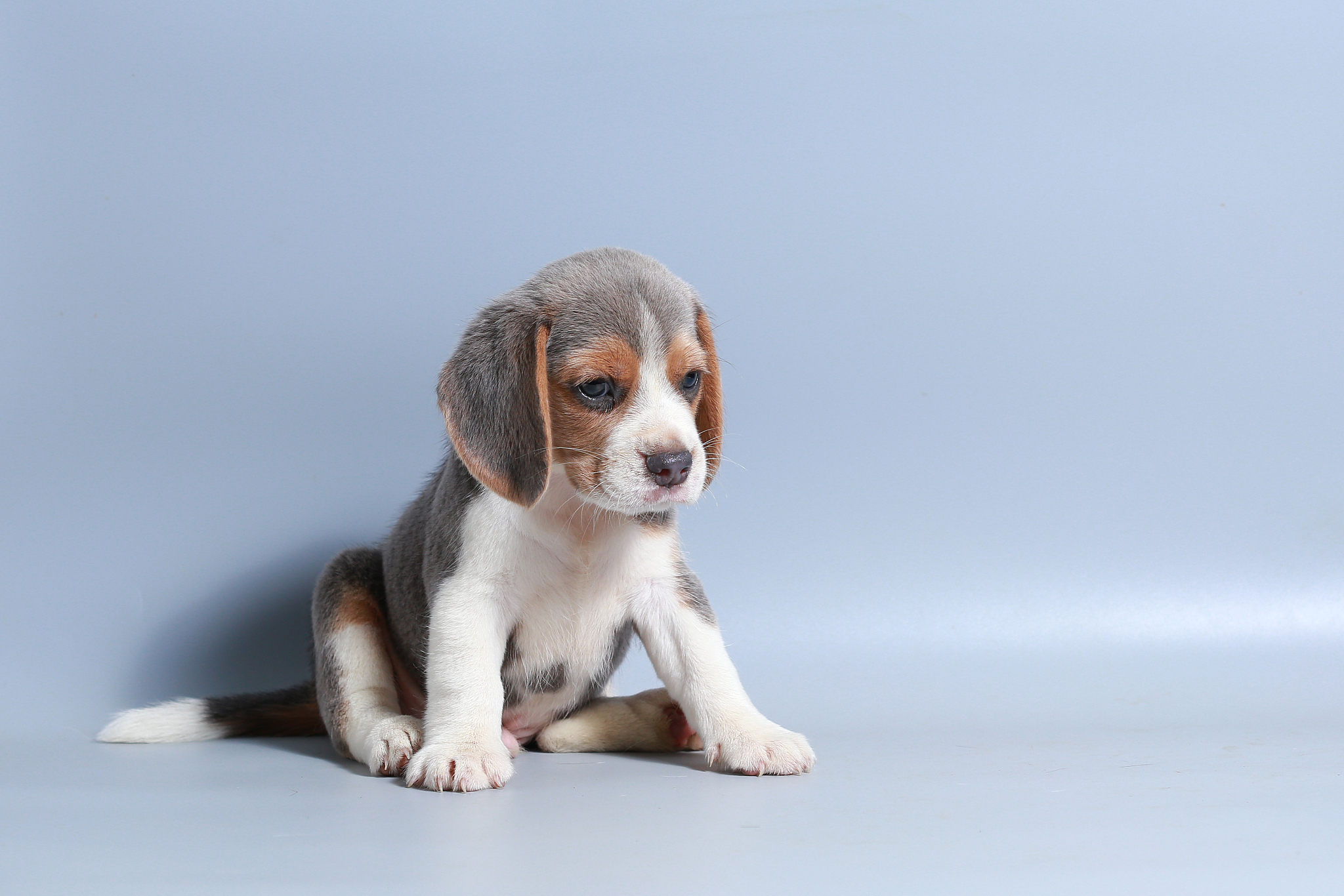 1 month pure breed beagle puppy on gray screen