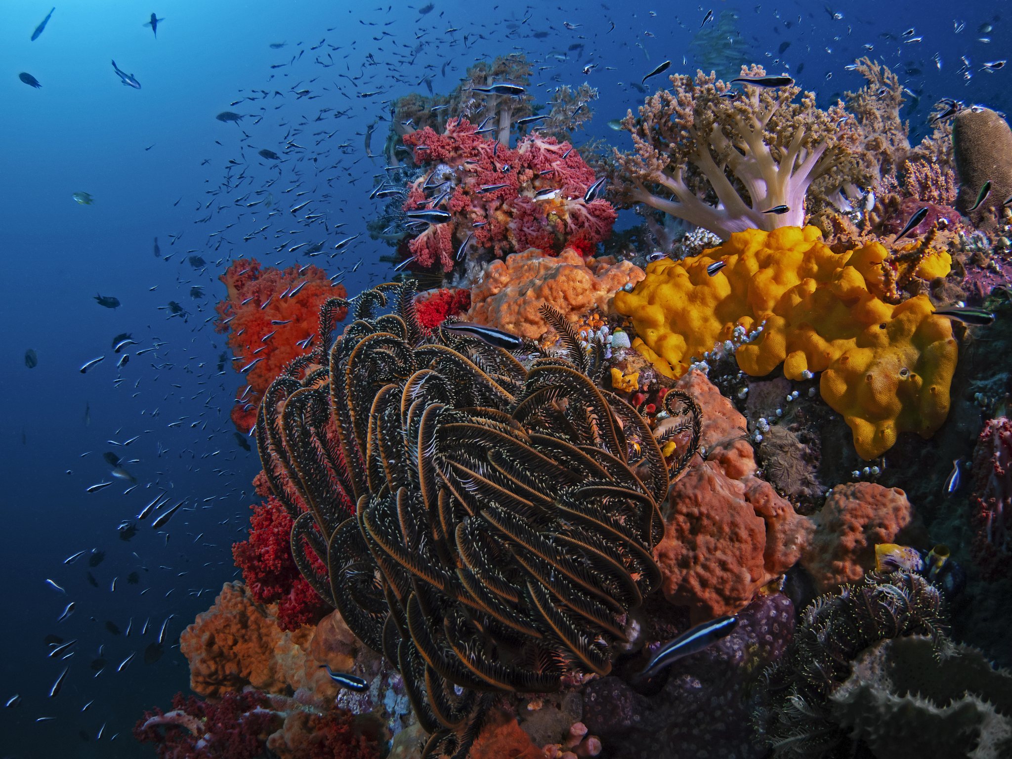 简述生物多样性的意义、生物多样性锐减的原因和危害，及其防治对策
