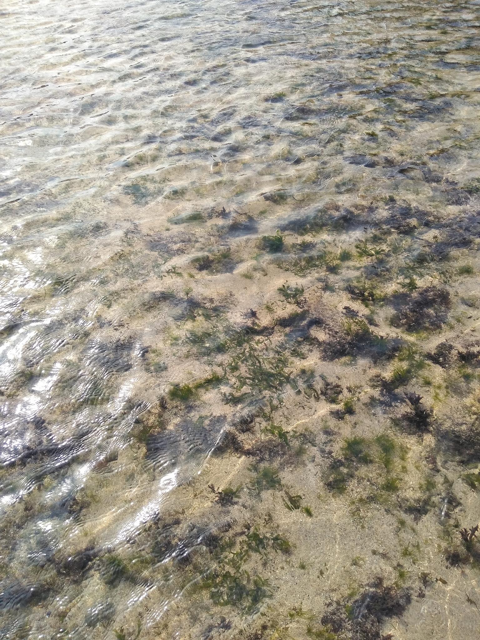 虾塘高亚盐高氨氮怎么办？氧化钙使用指南