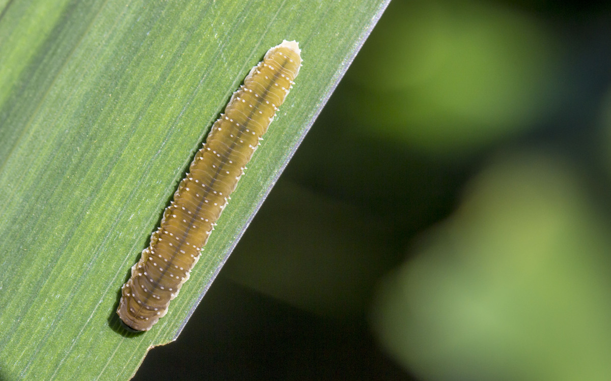 在农场选择一块水稻田随机调查200—250丛稻株上稻纵卷叶螟幼虫数量请把调查数据整理成频次分布表用频次分布法拟合稻纵卷叶螟幼虫符合哪种空间分布型。拟合泊松分布型和拟合负二项分布型两种。包括f理论和各个卡方值