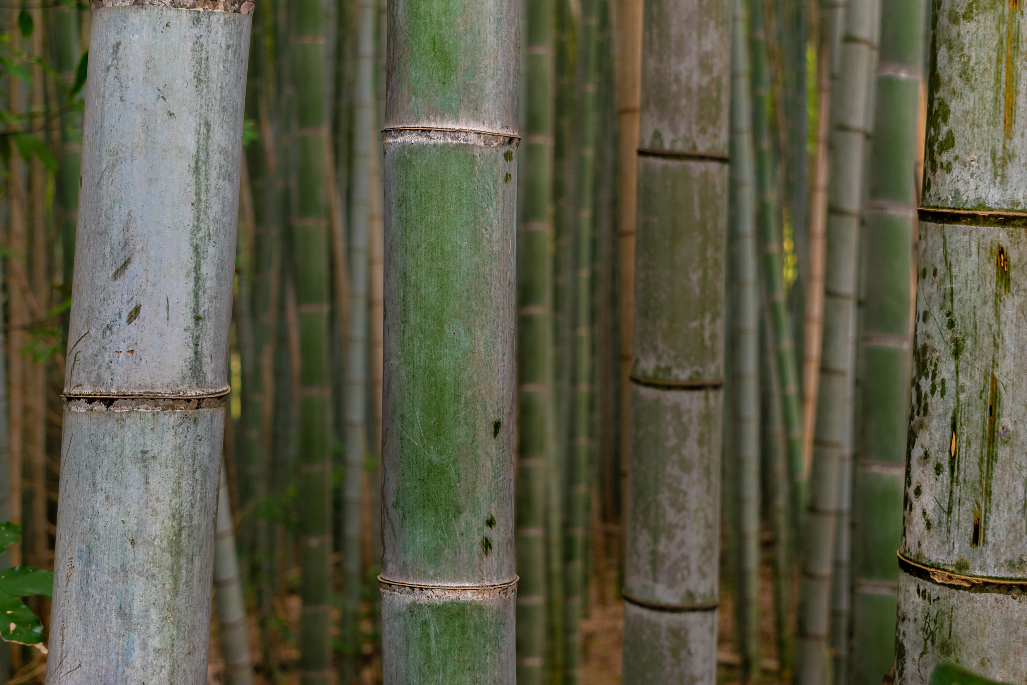 detail of the bamboo in a bamboo forest