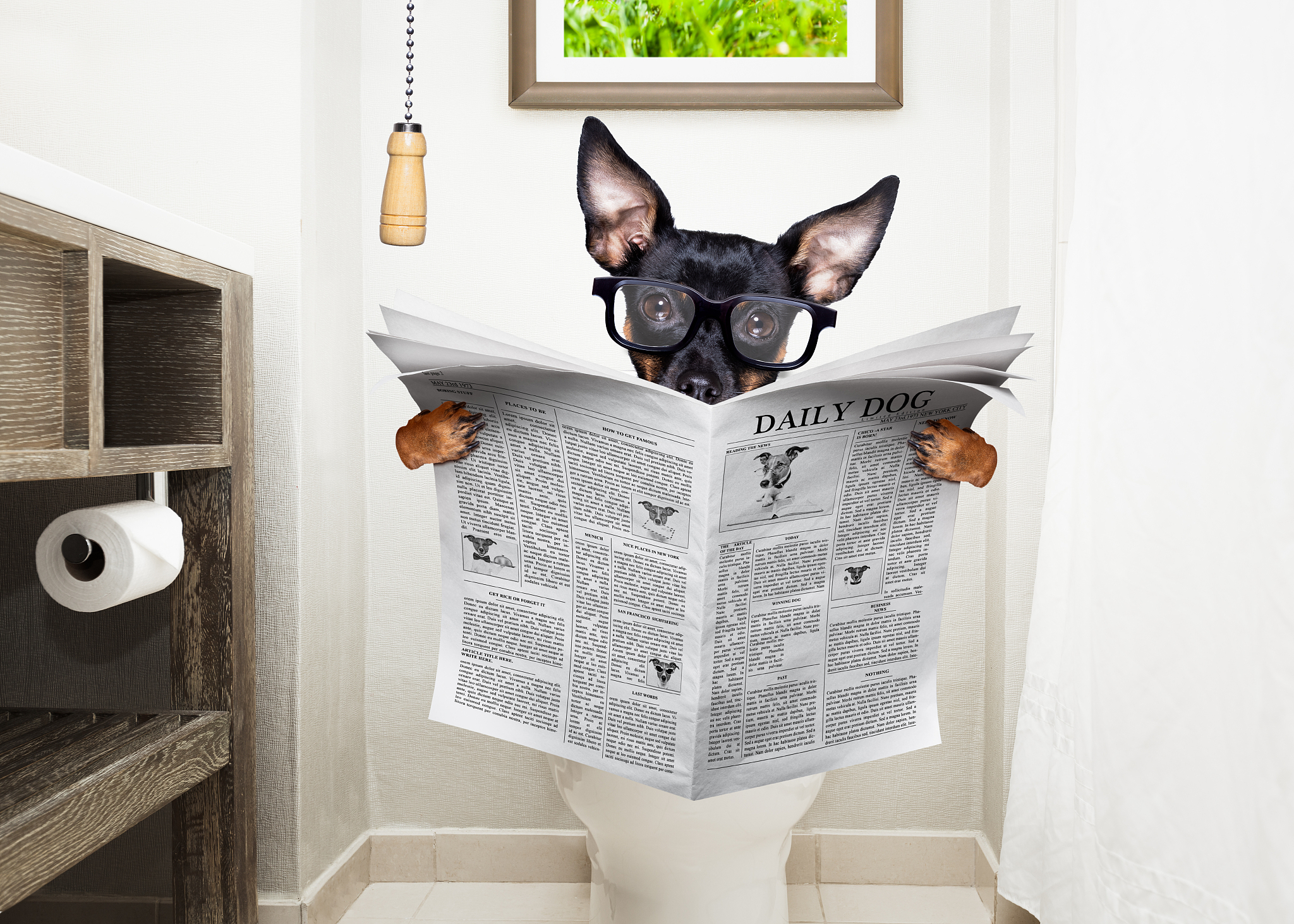 at toilette, toilet seat and reading newspaper dog