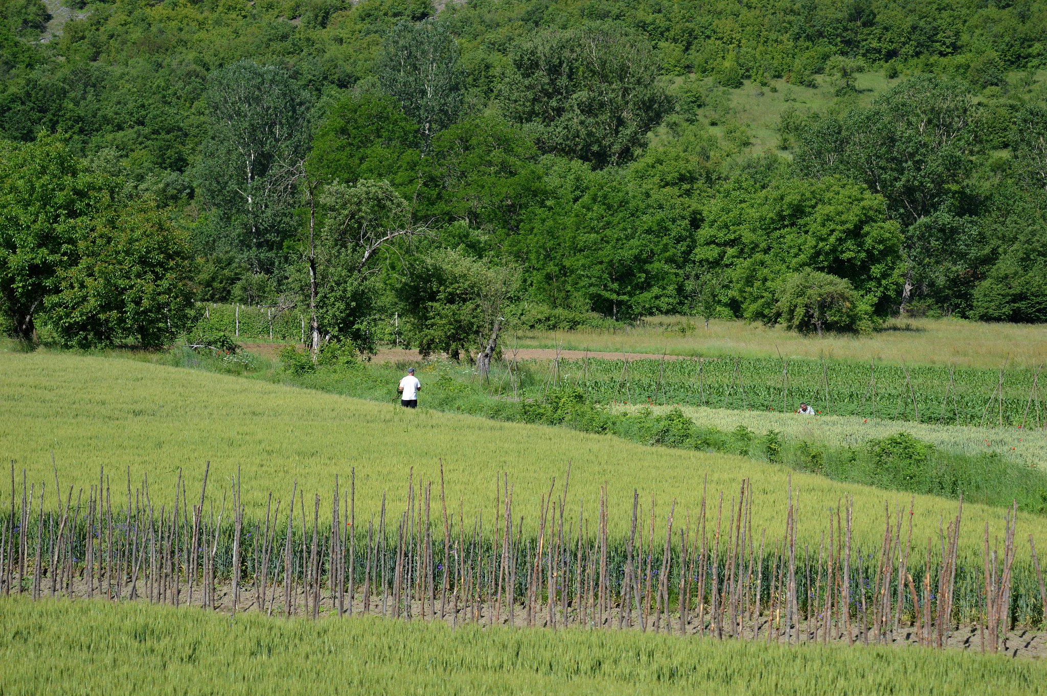 Spring Frost: A Growing Threat to Crop Yields