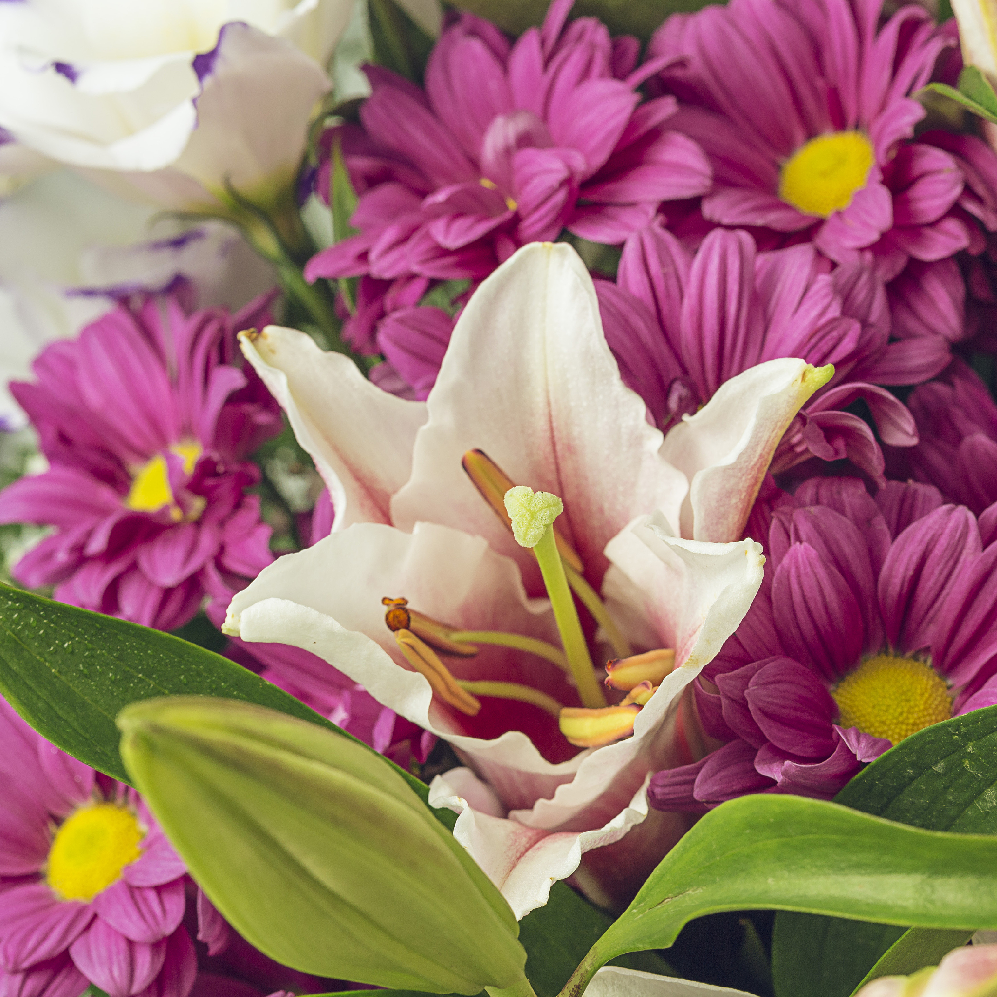 写10种常见花的花语