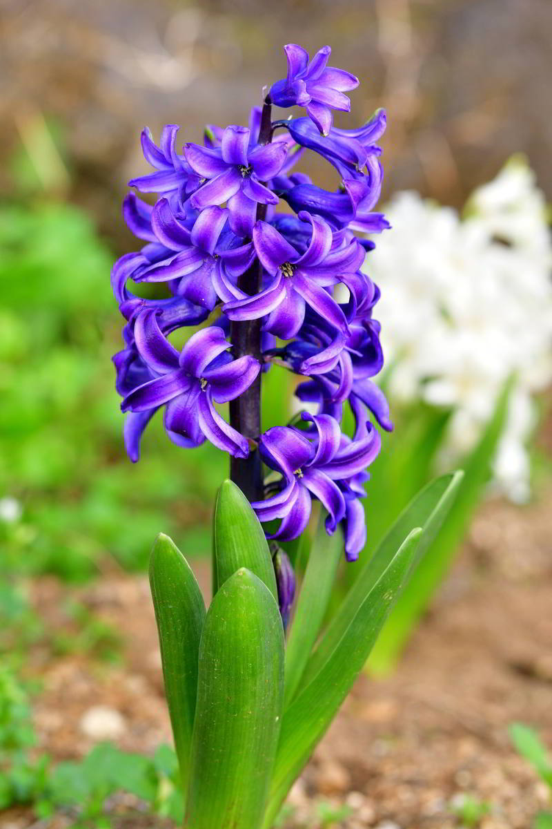 风信子什么时候开花