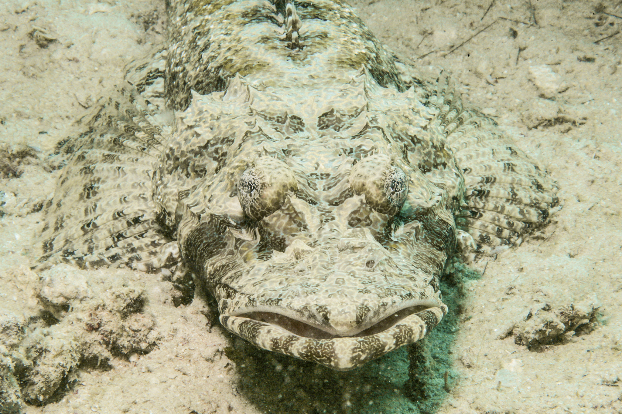 crocodilefish