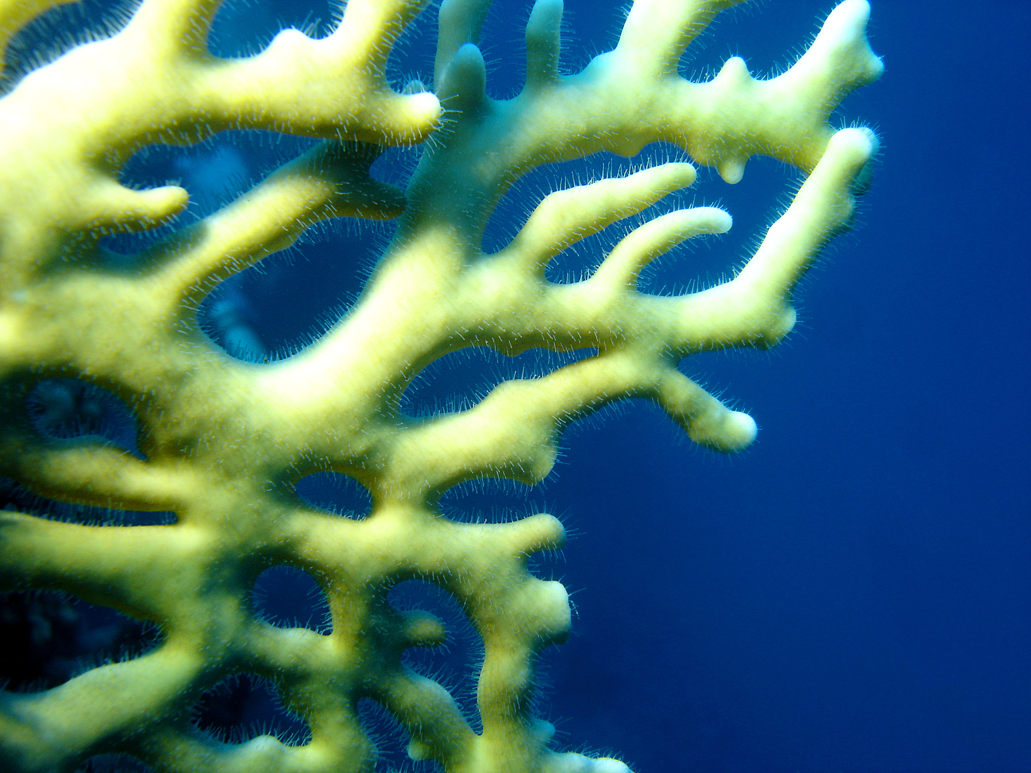 JOURNAL OF SEA RESEARCH 期刊：海洋科学研究范围