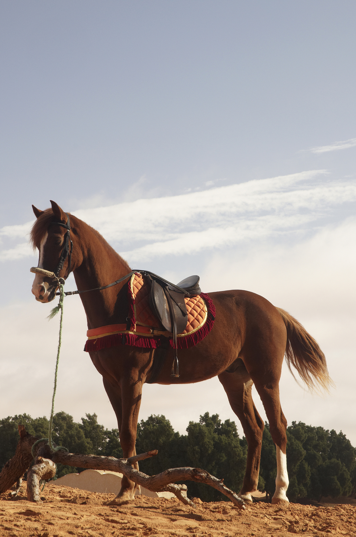 arabian horse