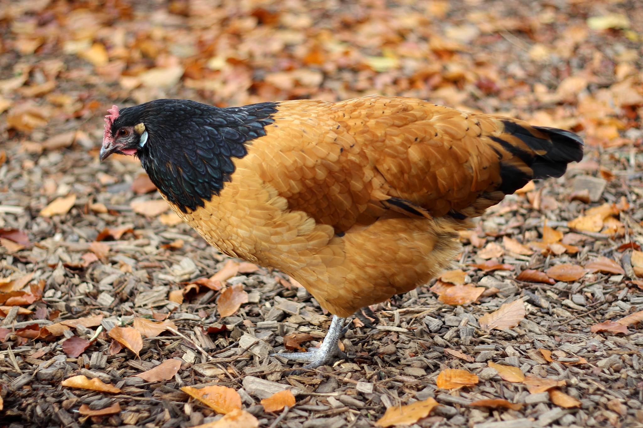 chicken