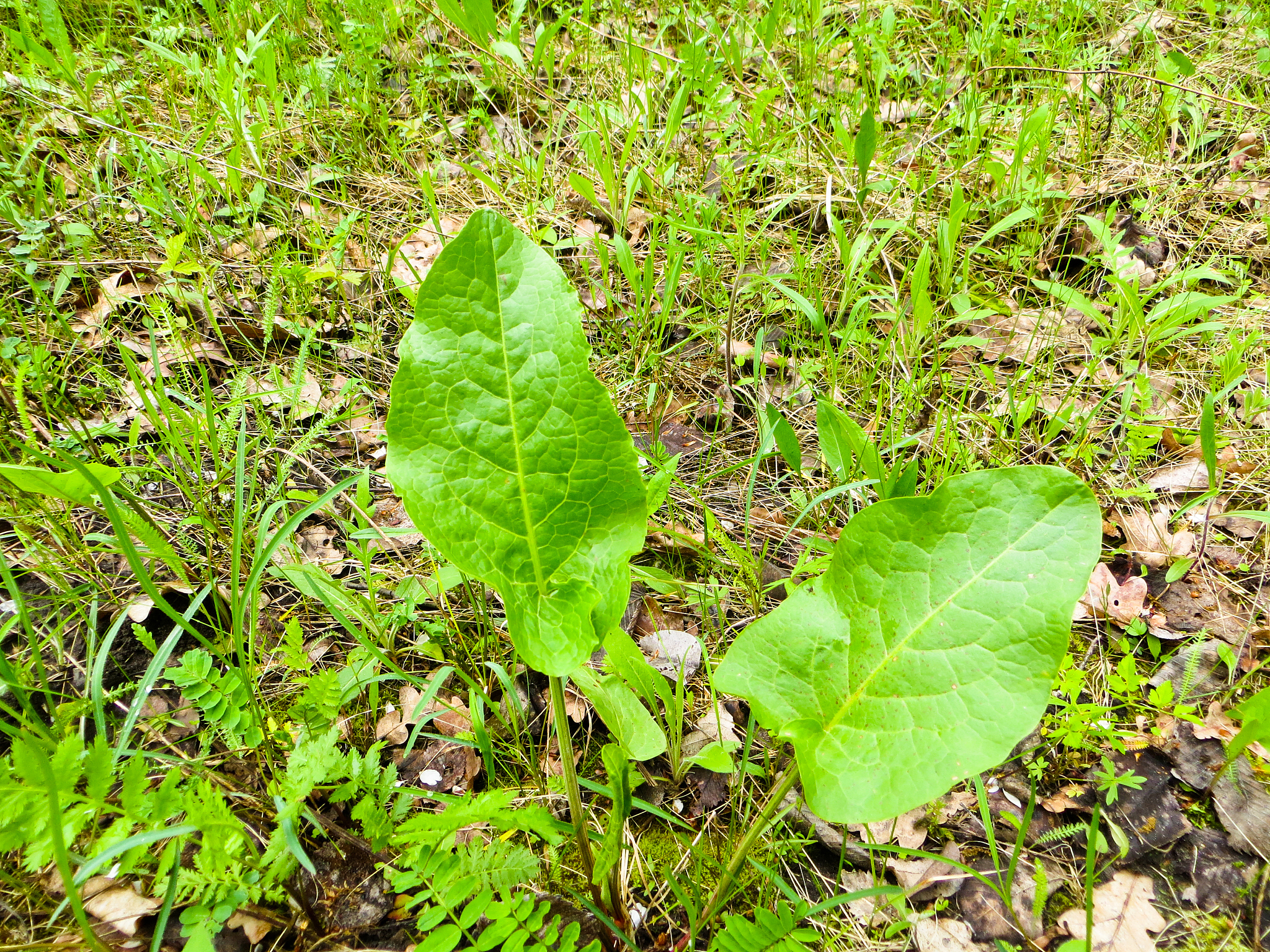 young burdock plant (arctium lappa )