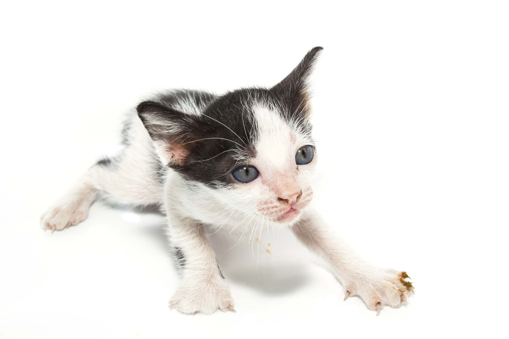 playful kitten cat
