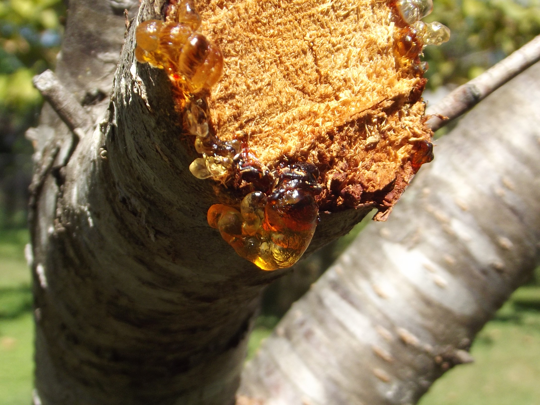 close up of wood