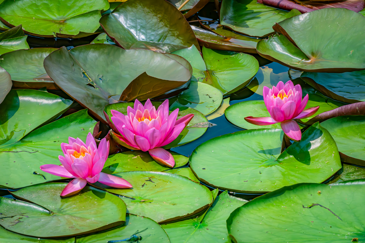 广东种什么荷花