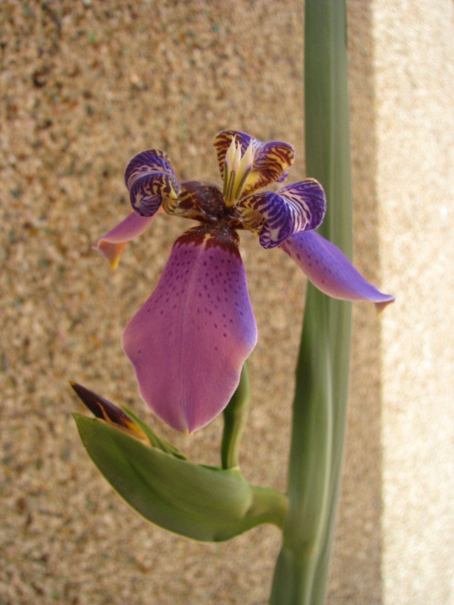 blue walking iris  / neomarica caerulea regina
