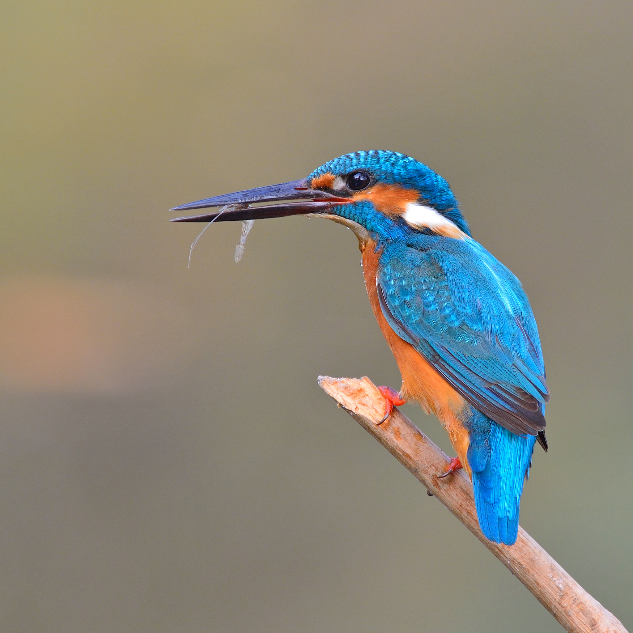 翠鸟仿生梳子设计：结合自然灵感打造舒适梳理体验