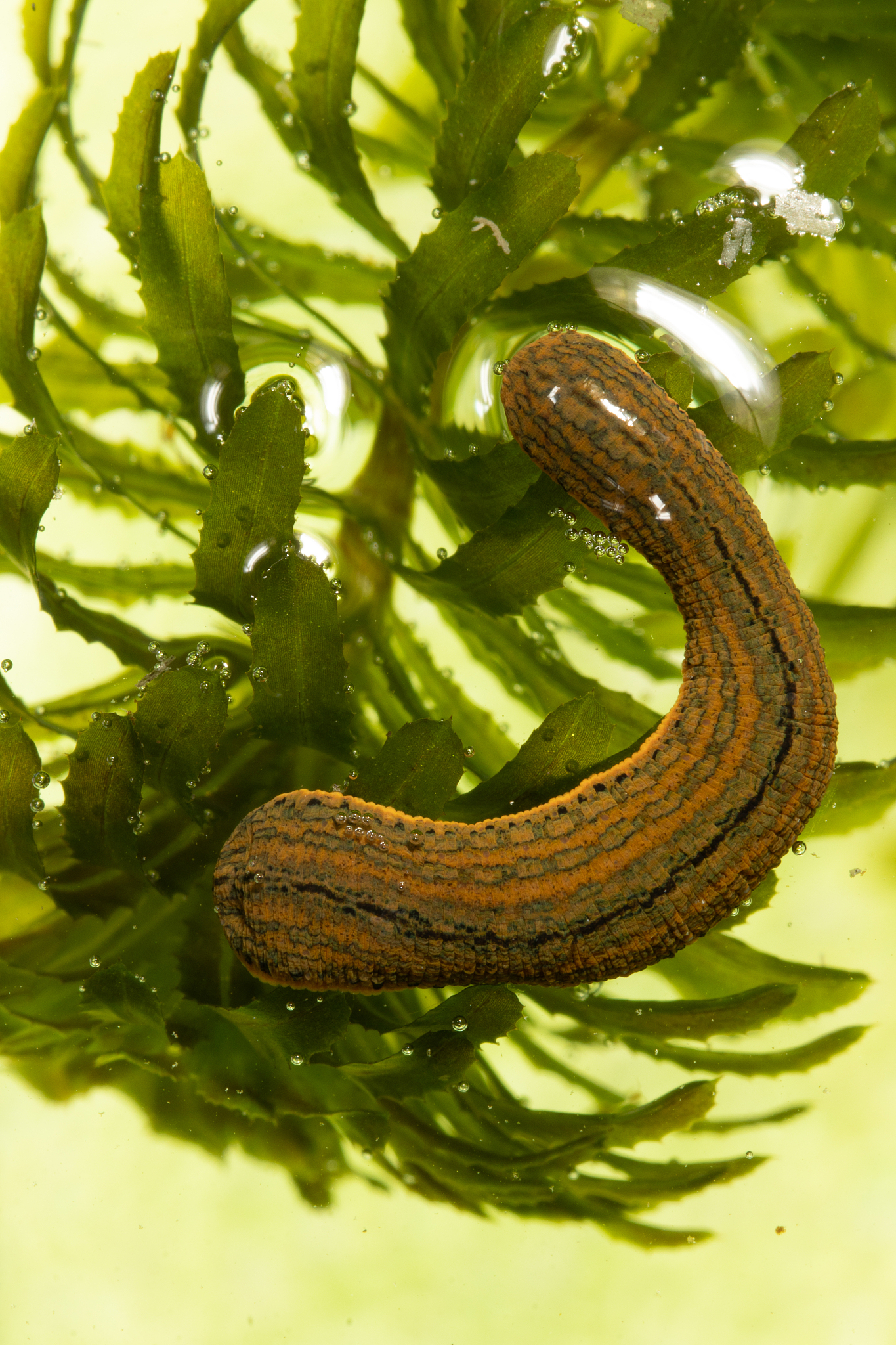 水蛭的药用价值和食疗功效：活血化瘀、治疗风湿、补血养颜