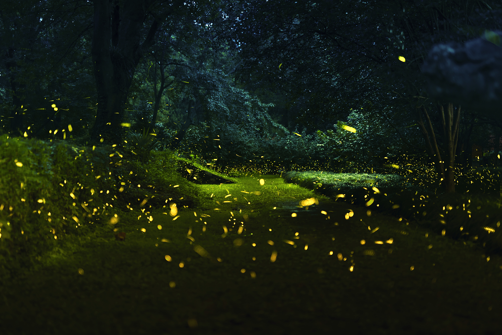 萤火虫观赏季来临！全球10个最佳观赏地推荐