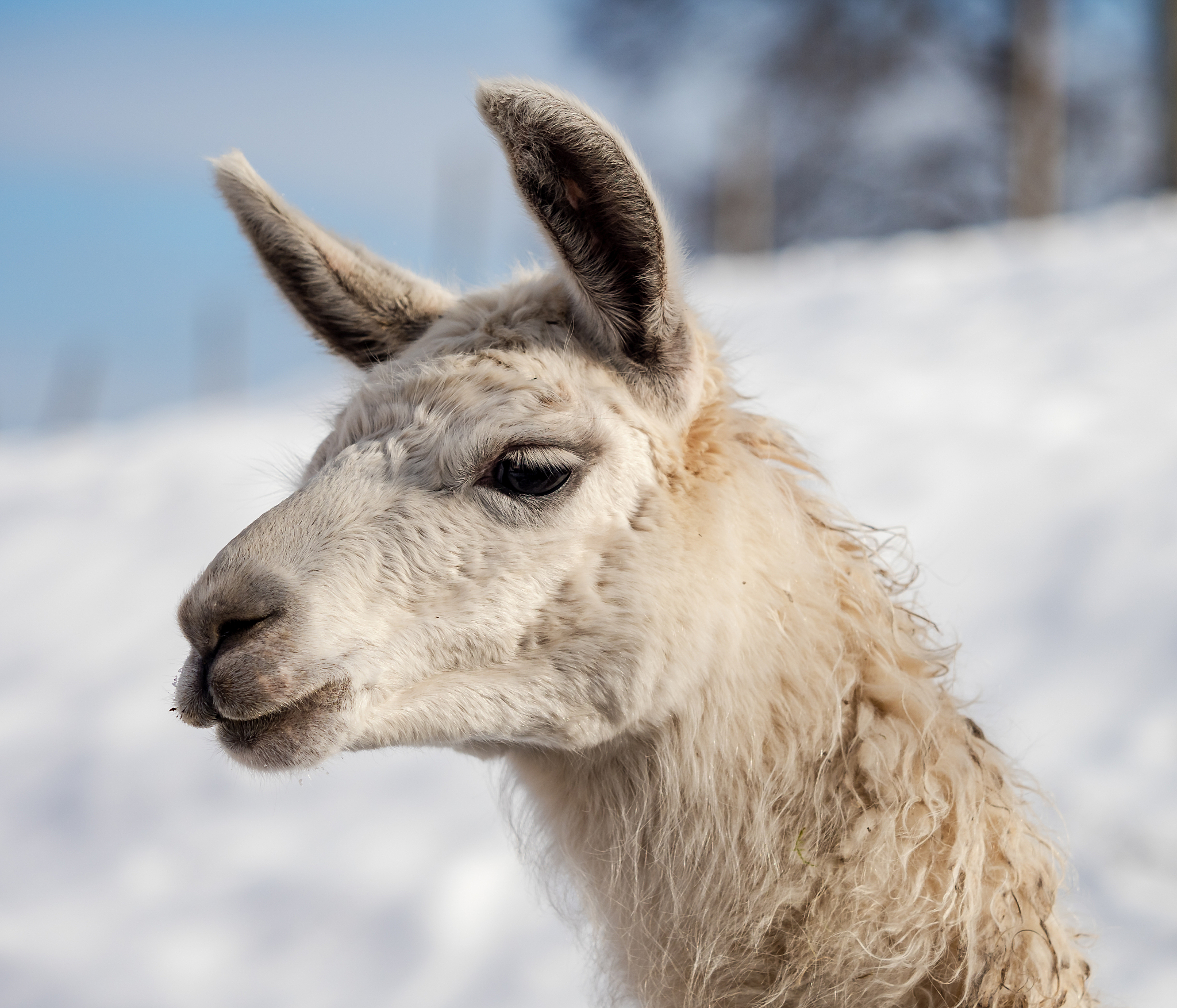 为什么说'屡败屡战'形容羊？