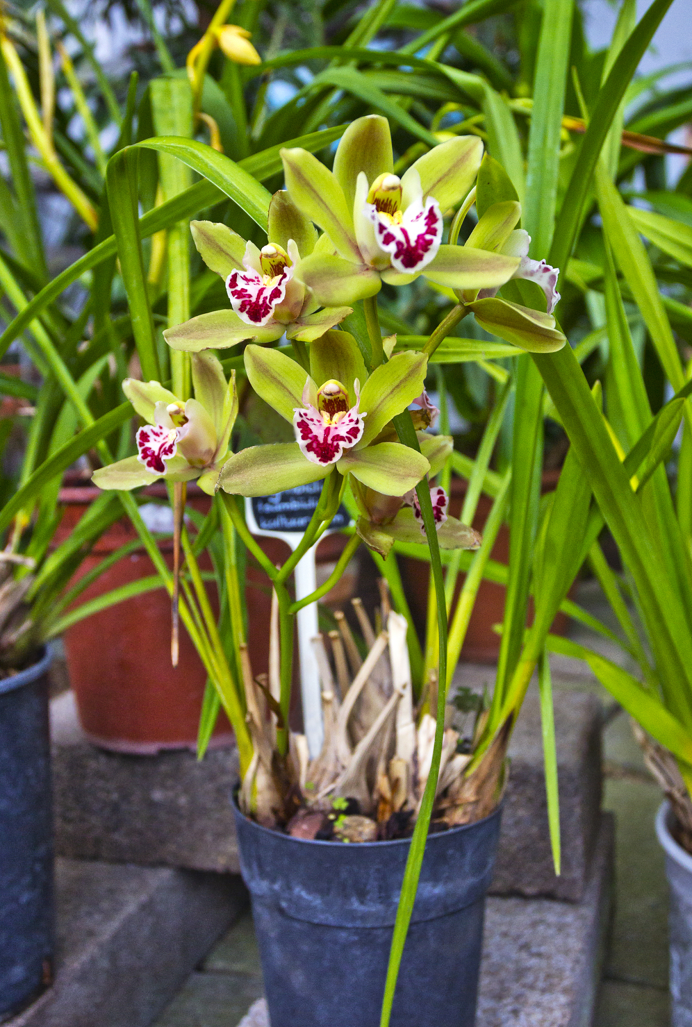 香雪兰每年都要挖出来吗？需要如何种植2000字