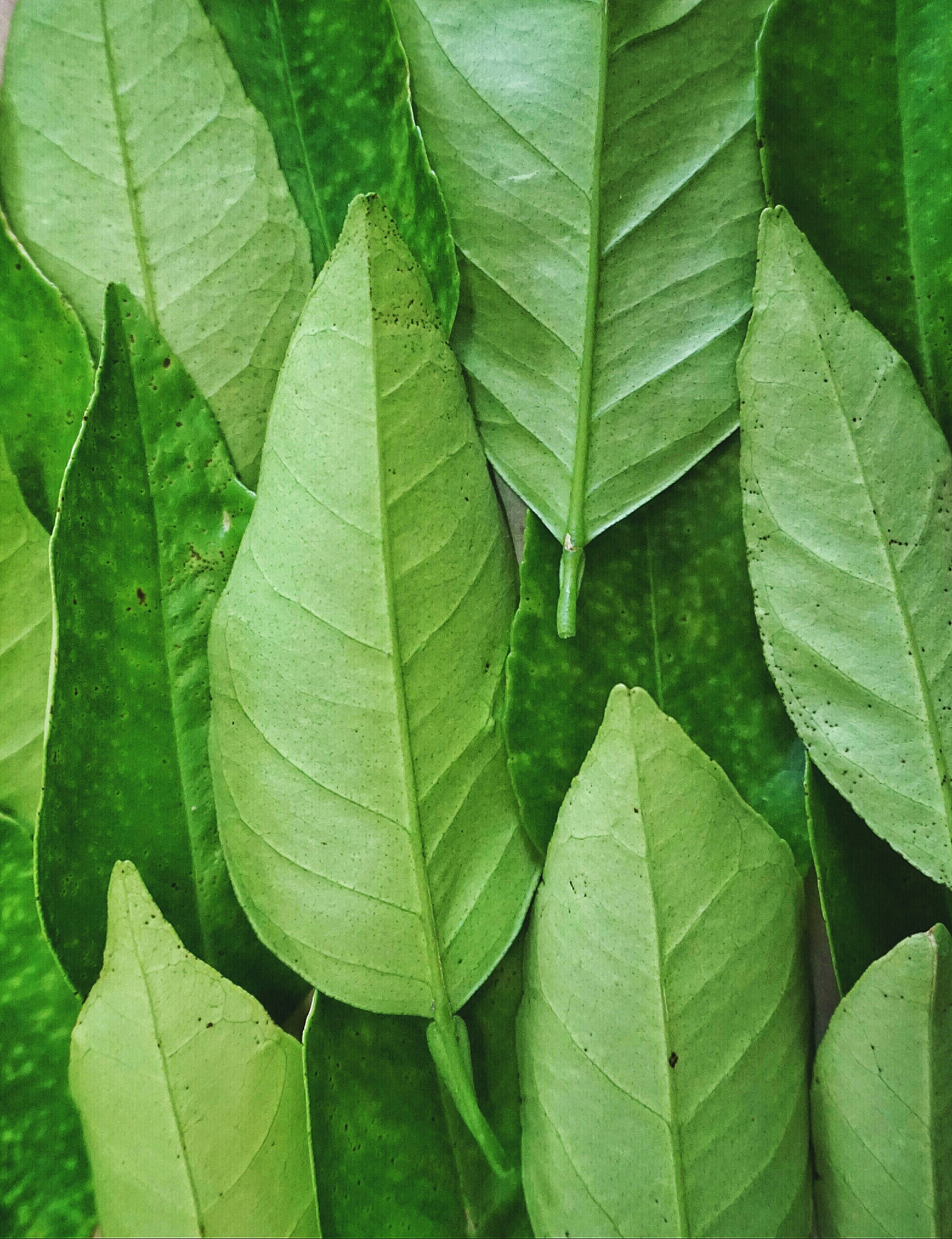 full frame shot of leaves