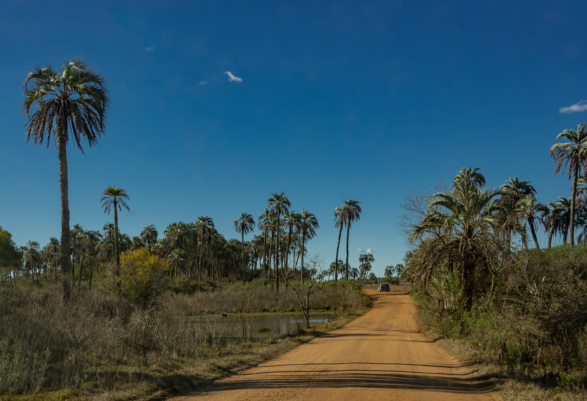 landscape of el palmar national park in argentina with road, nat