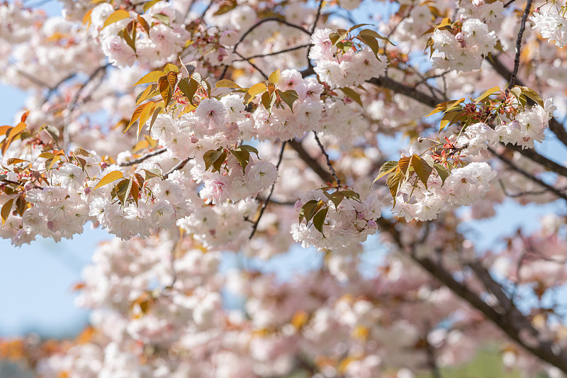 我与武大：一段永恒的缘分，一份无尽的热爱