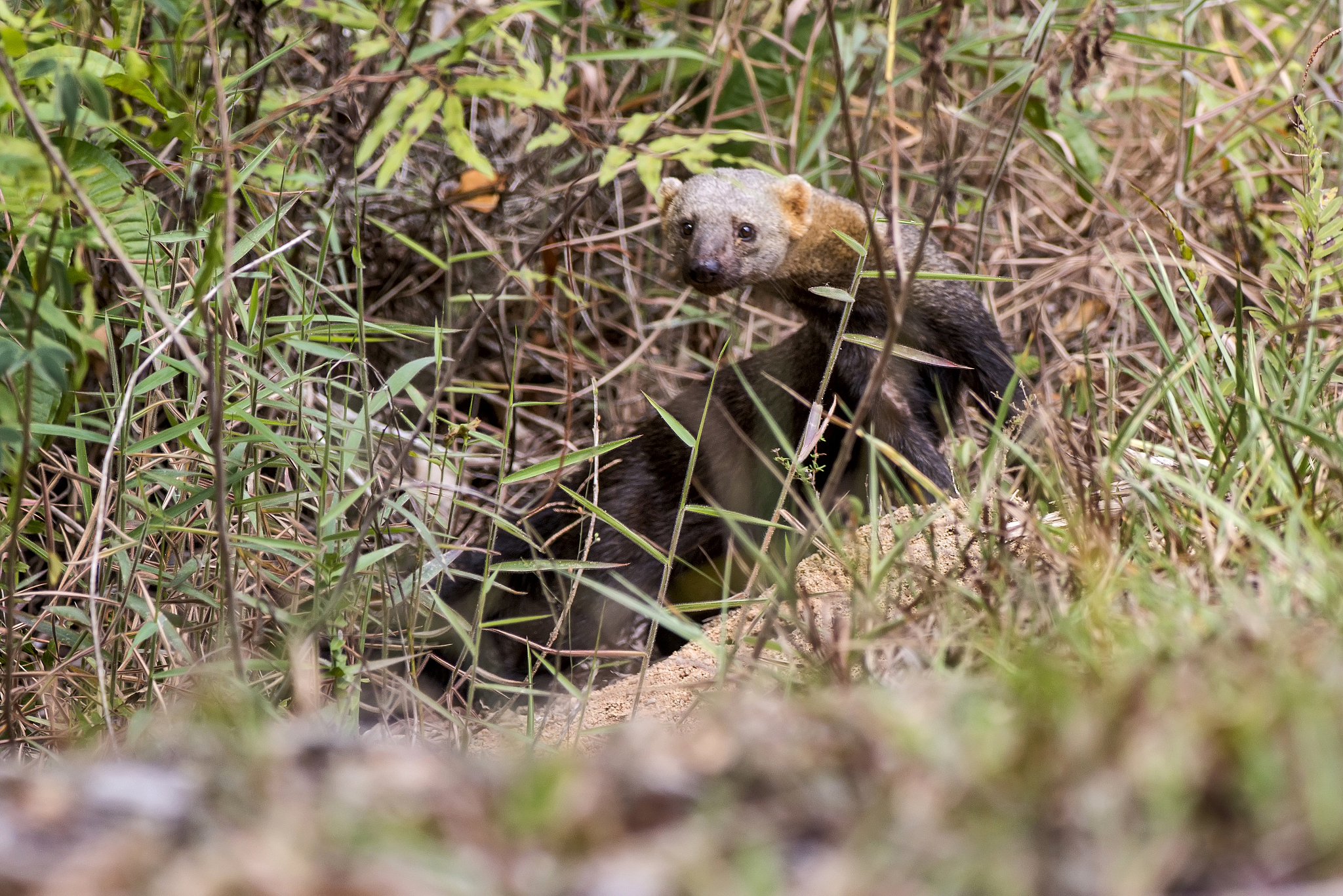 猫GM2神经节苷脂贮积症-AB型的定义和分类