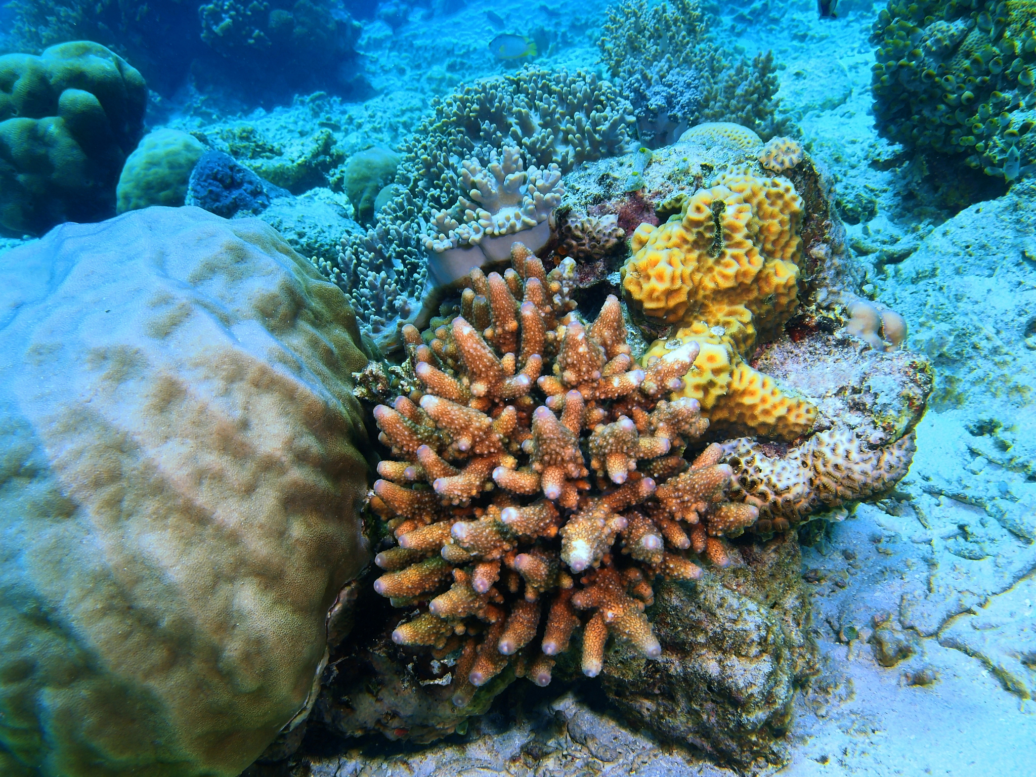 stone coral