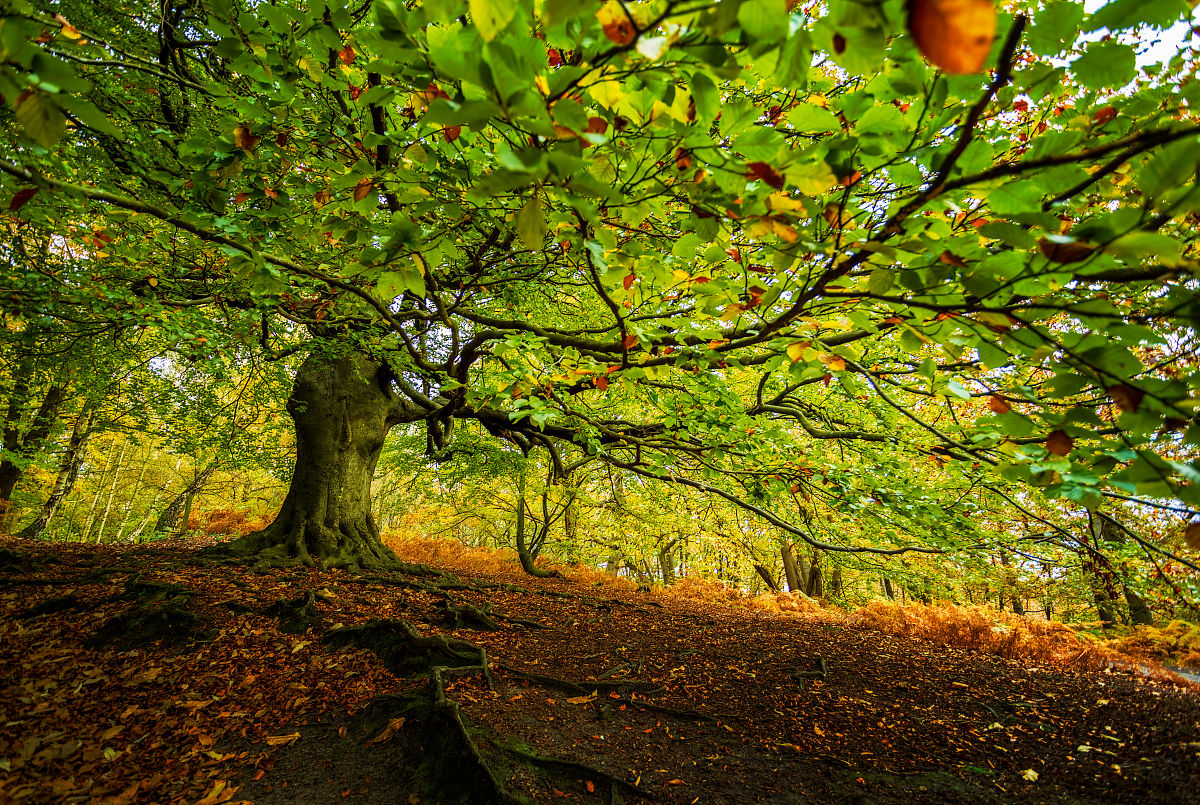 长沙林地分类统计数据 - 详细分析与分类