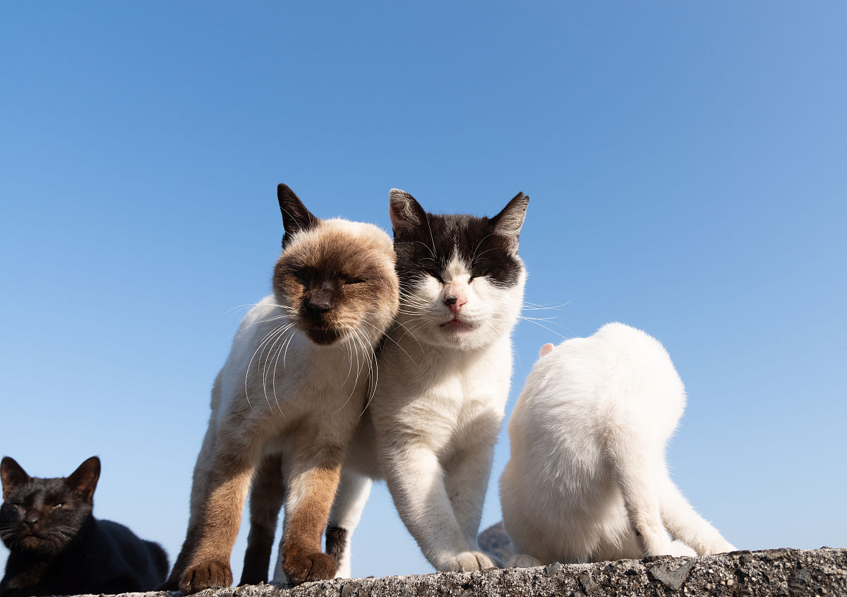 翻译成中文Hello I appreciate the happy birthday wishes its so nice of youI havent had the fortune to have cats all my life my parents and I have had a least a dog as of now we have 3 of them Its one of t