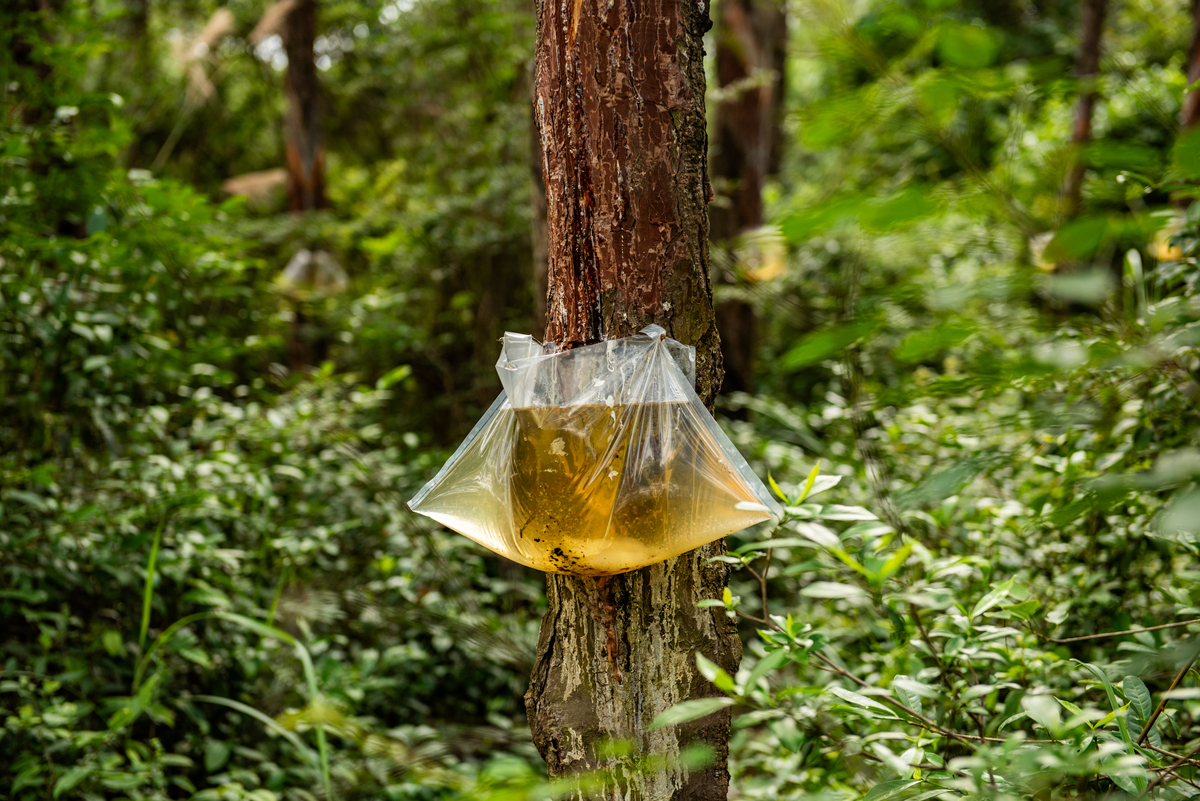 轻松去除棉松树胶！实用清洗方法大揭秘