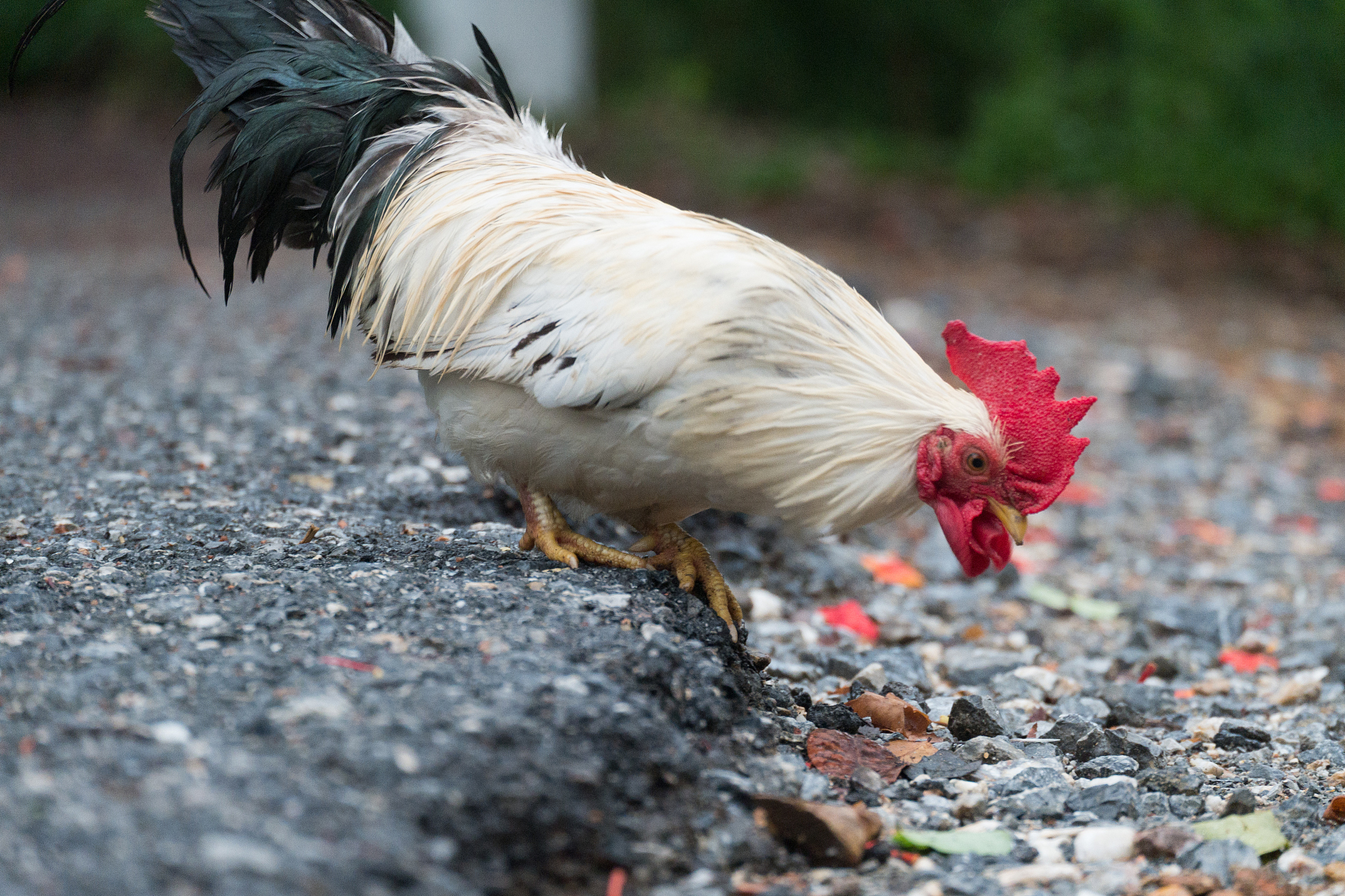 leghorn chicken, animal chicken