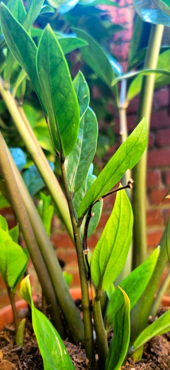 橡皮树如何扦插最简单试用这几个方法2000字