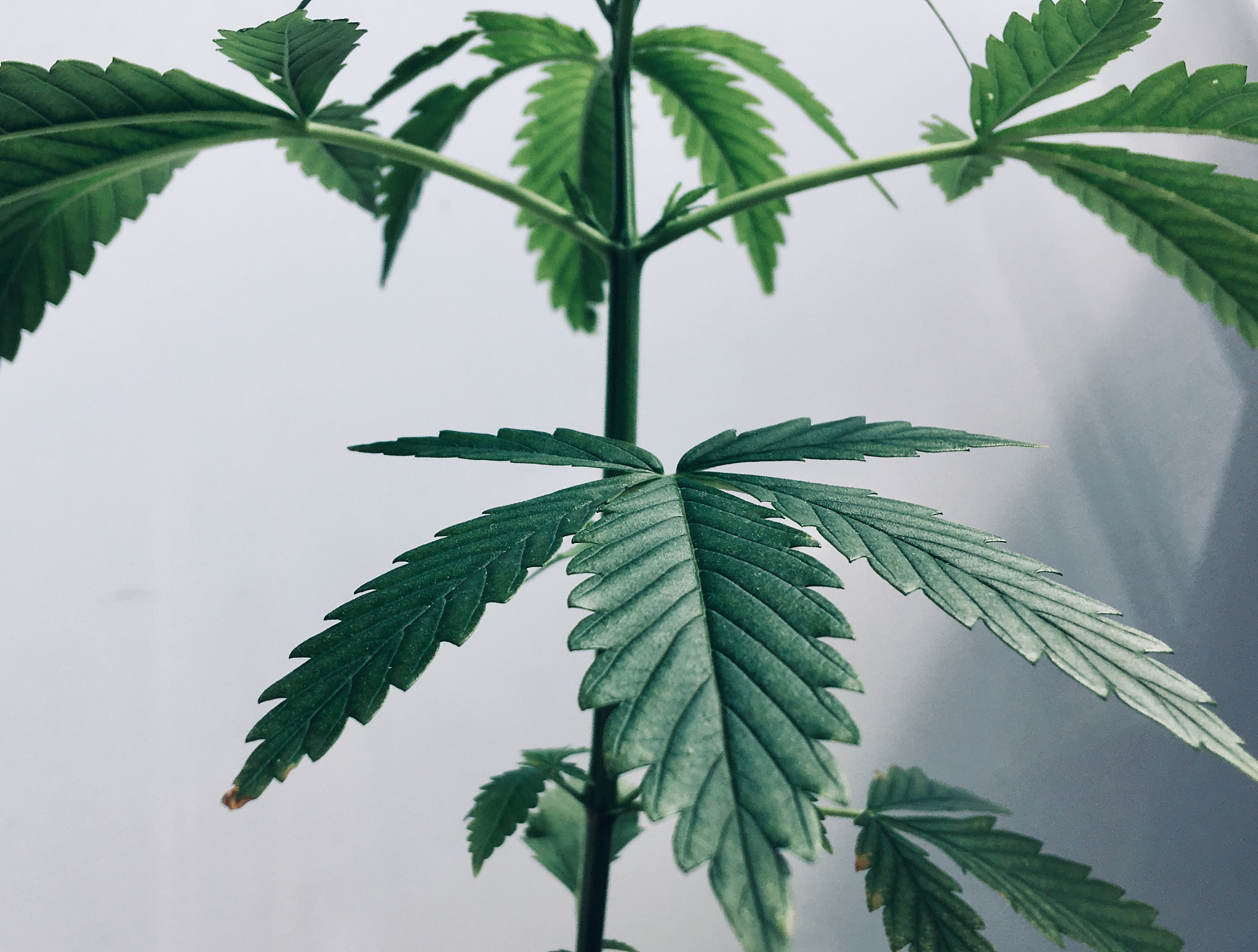 塞雪风湿胶囊：缓解风湿疼痛的良药