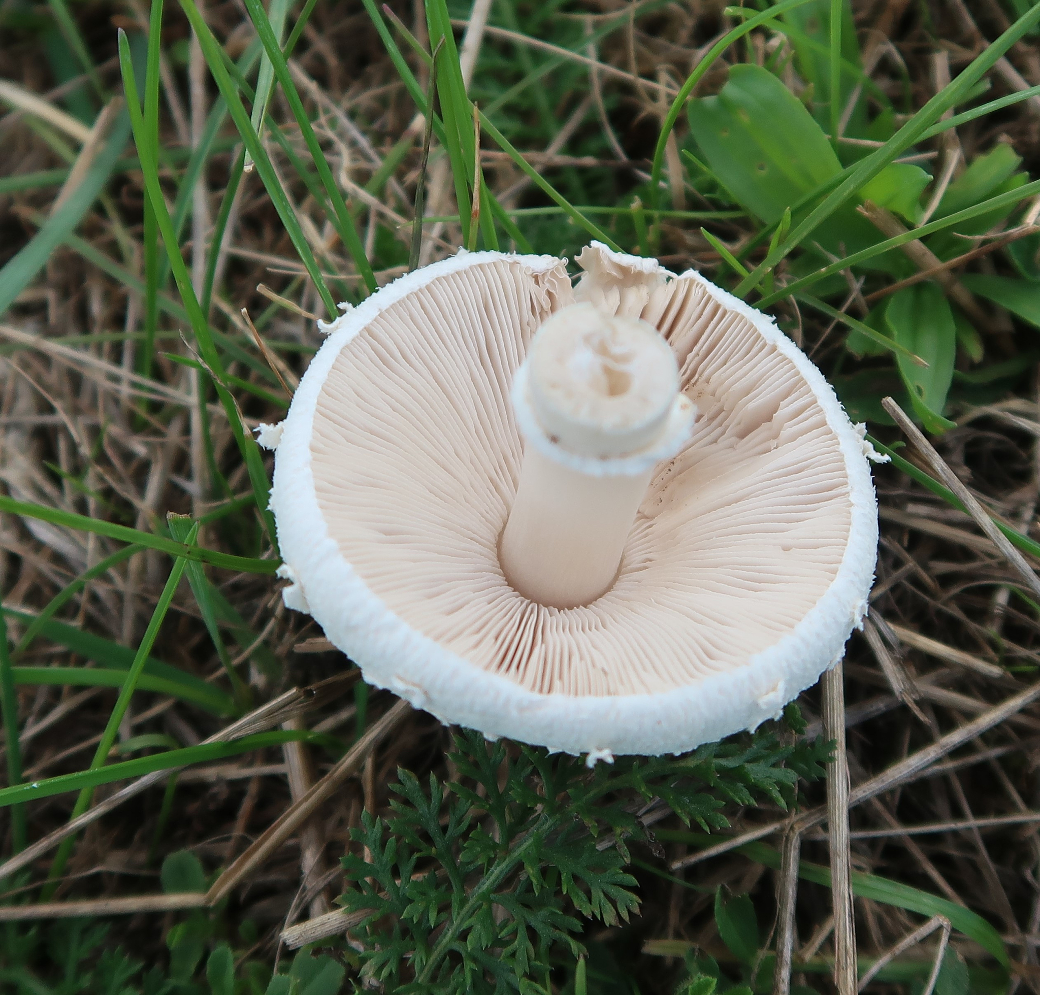 竹茹炮制方法：步骤详解及功效作用