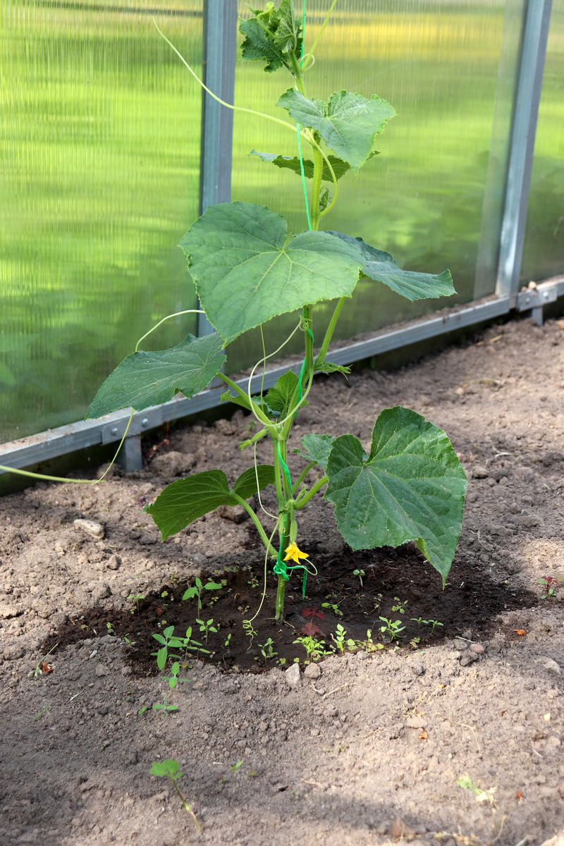 黄瓜的生物学特性