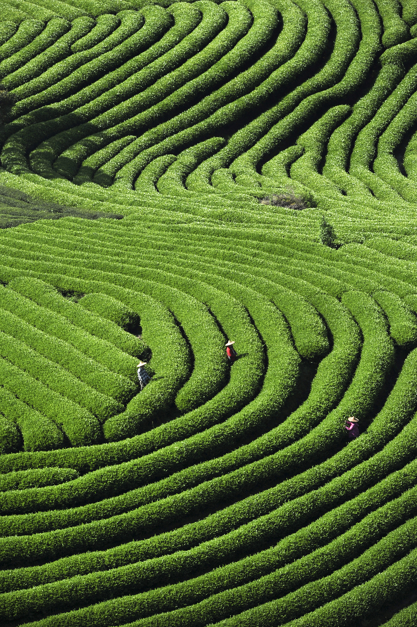 写一首诗：有清溪 、茶园、茭白、高山