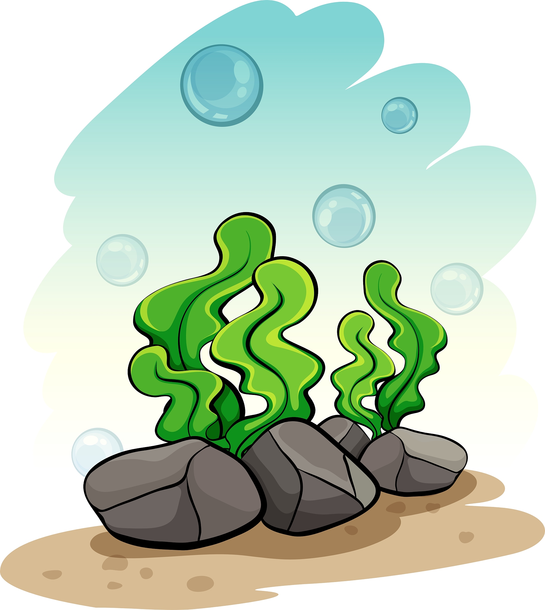 seaweeds under the sea