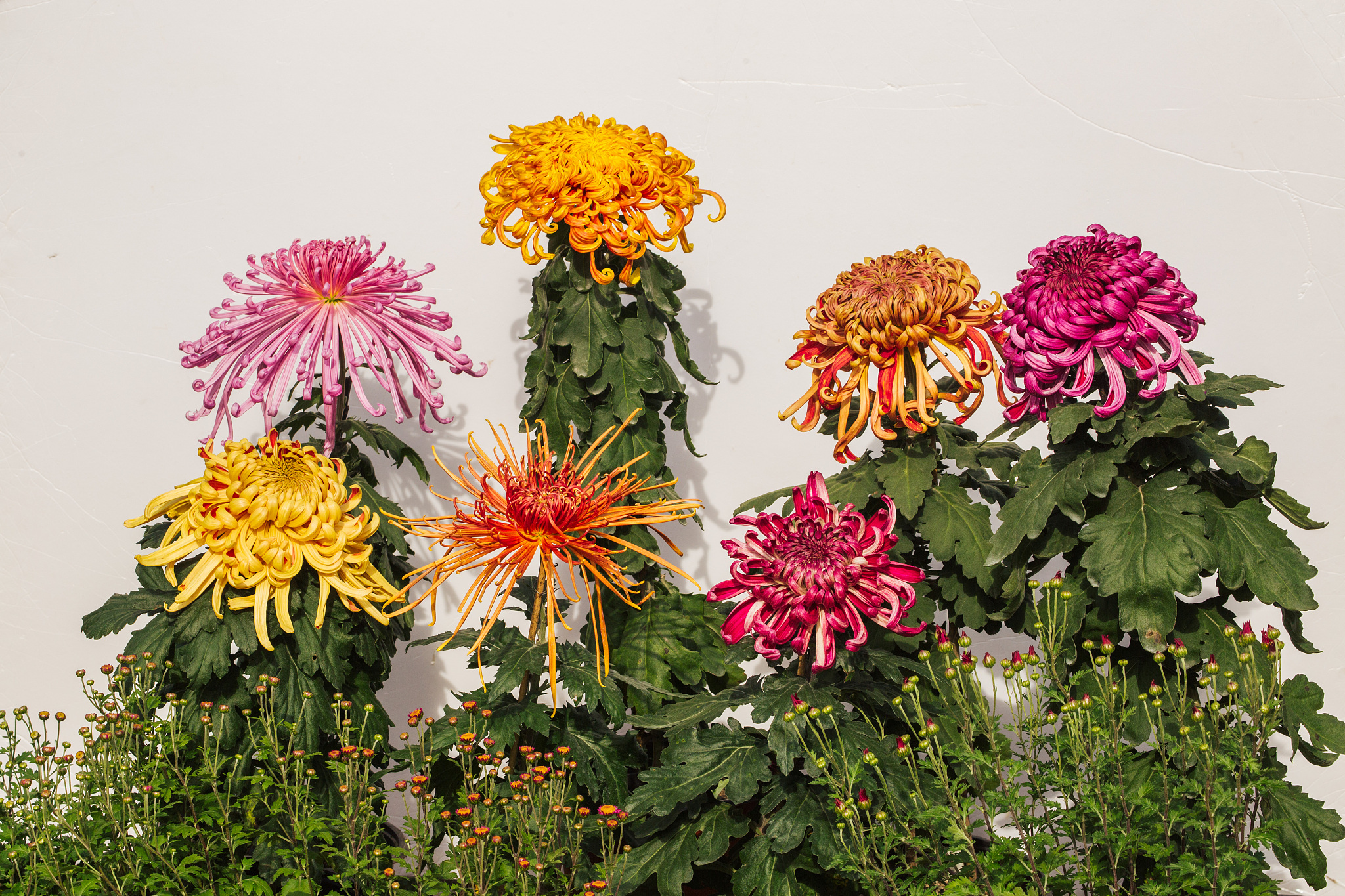 菊花育种计划书：三千字详细方案，助力花卉产业发展